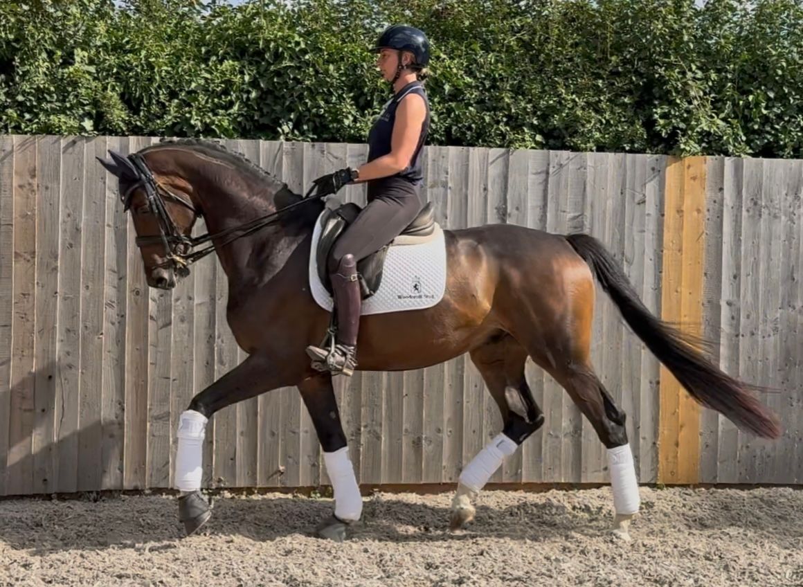 westfalen dressuurpaard ruin 7 years old bruin for sale - Photo 4