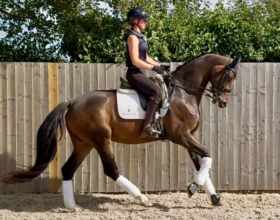 westfalen dressuurpaard ruin 7 years old bruin for sale - Photo 5