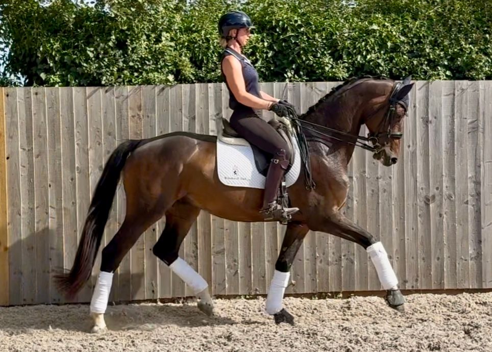 westfalen dressuurpaard ruin 7 years old bruin for sale - Photo 6