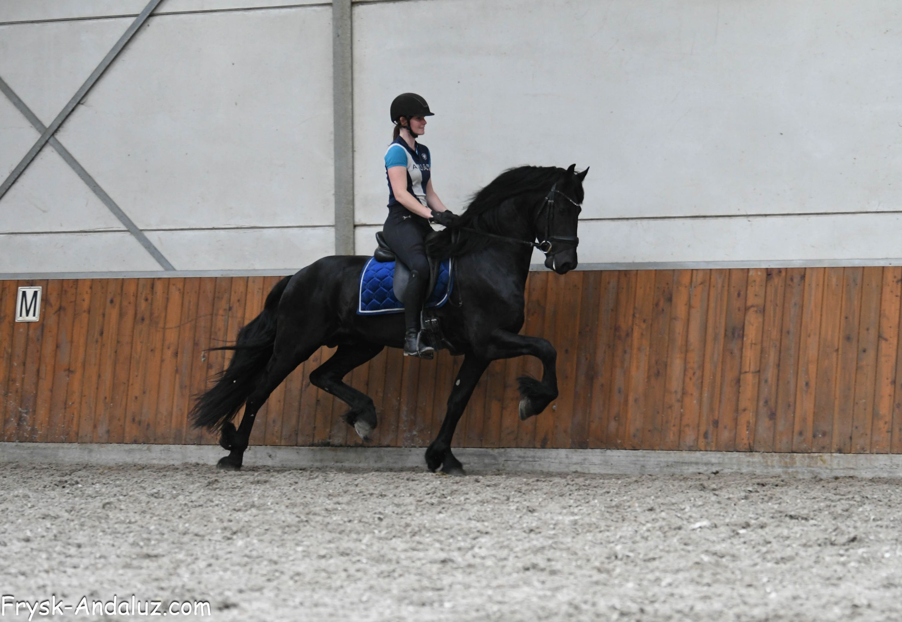 Stunning Friesian stallion Willem Nassau