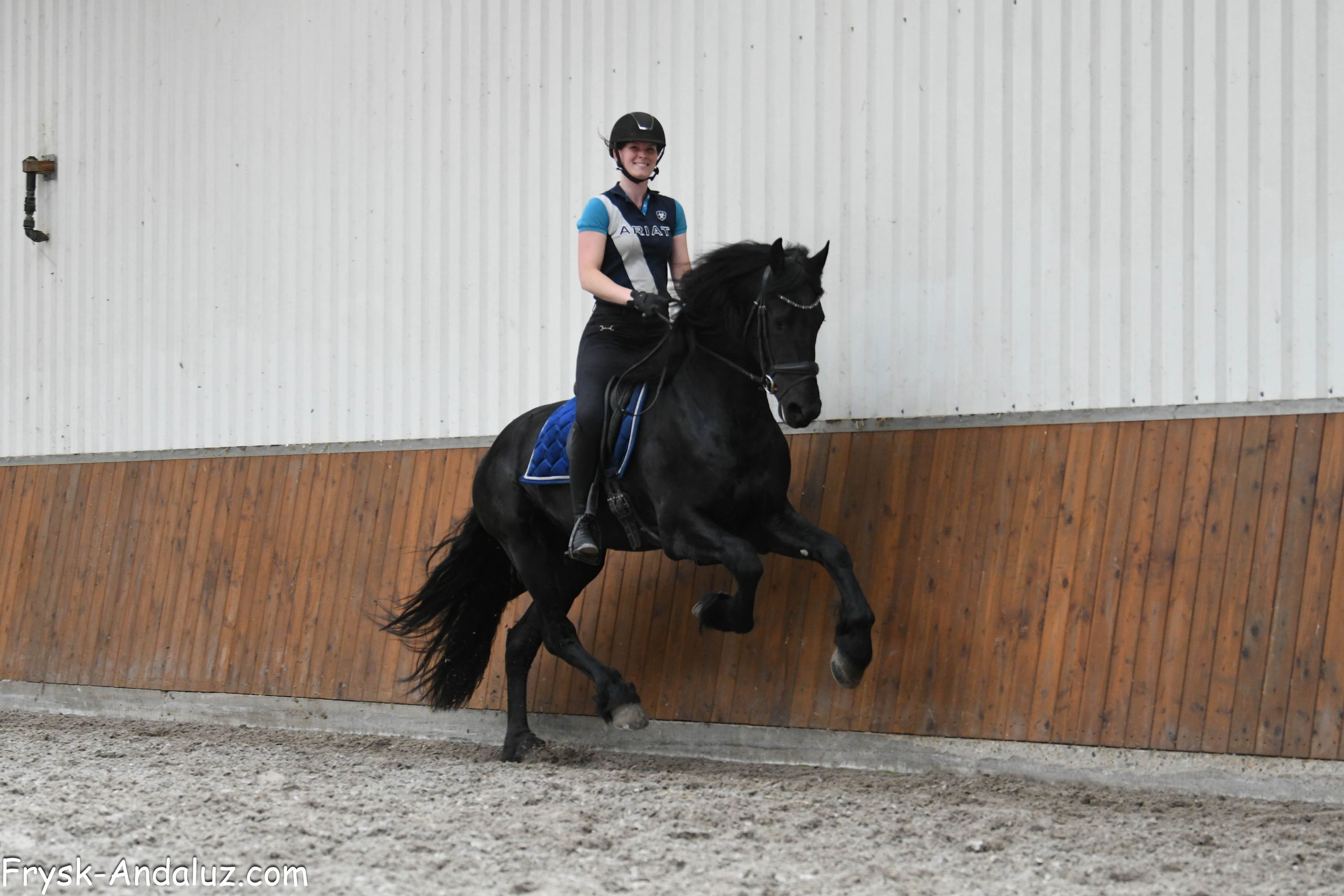 dressuurpaard hengst 3 years old zwart for sale - Photo 3