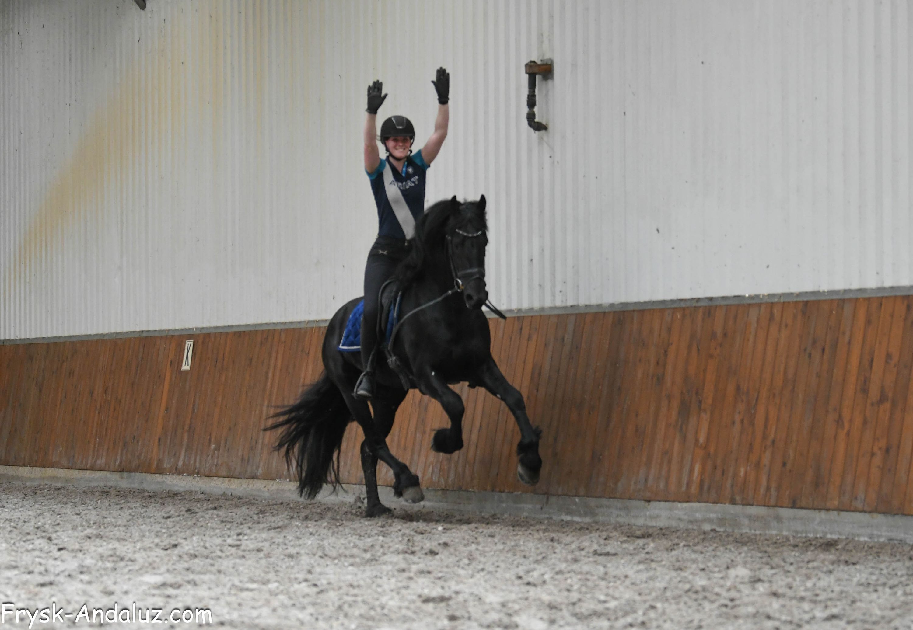 dressuurpaard hengst 3 years old zwart for sale - Photo 4