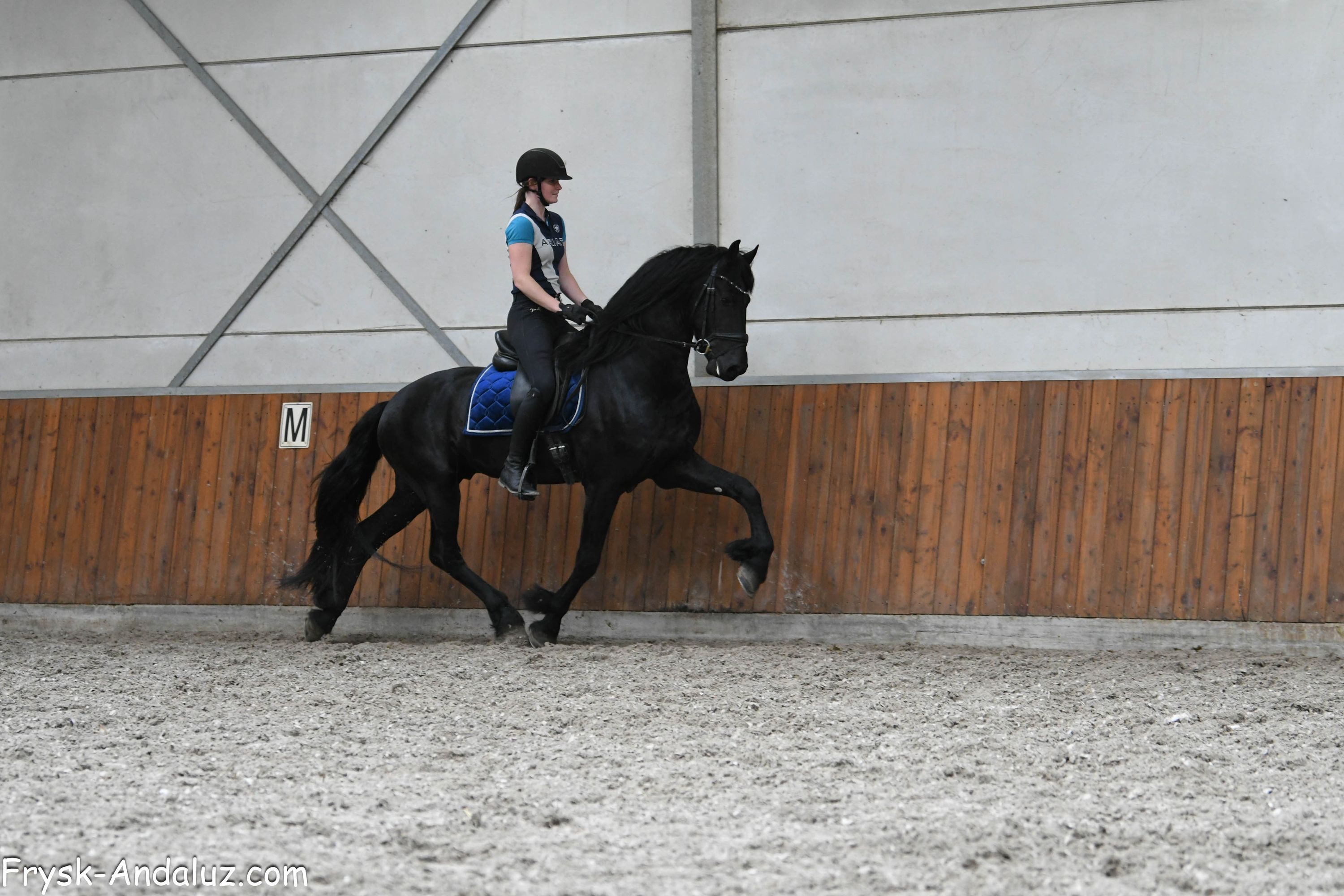 dressuurpaard hengst 3 years old zwart for sale - Photo 6