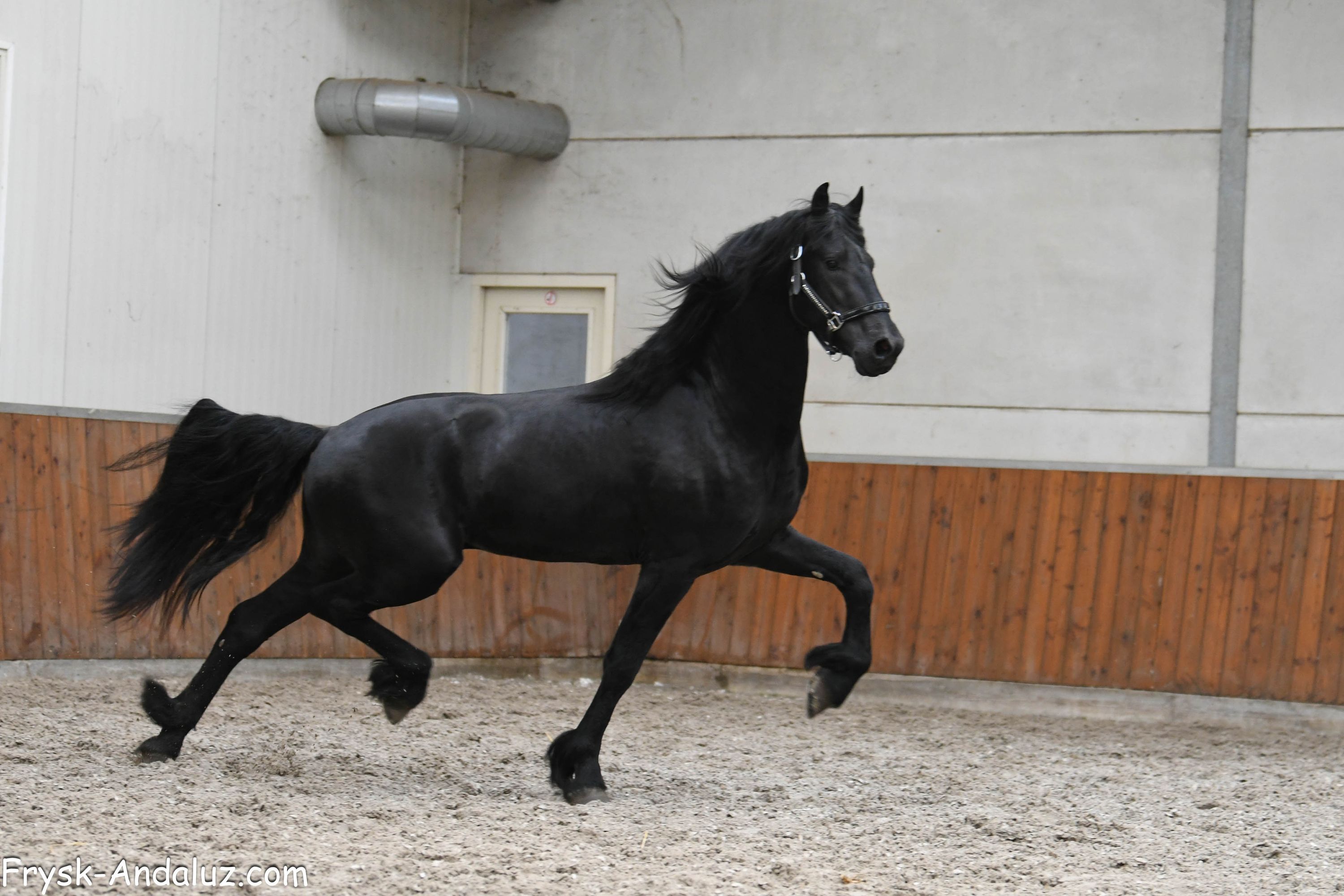 dressuurpaard hengst 3 years old zwart for sale - Photo 2