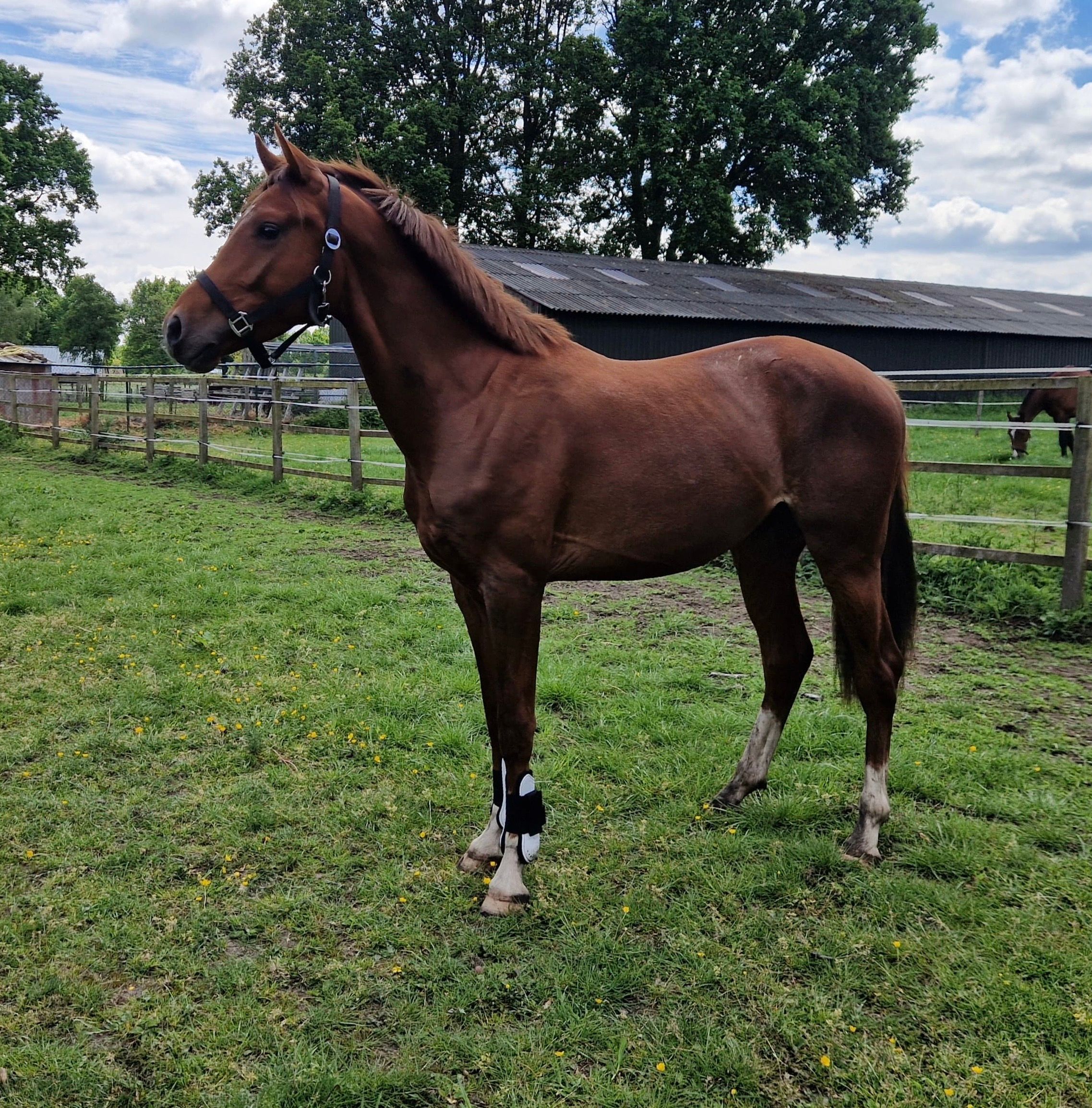 kwpn dressuurpaard ruin 2 years old vos for sale - Main photo