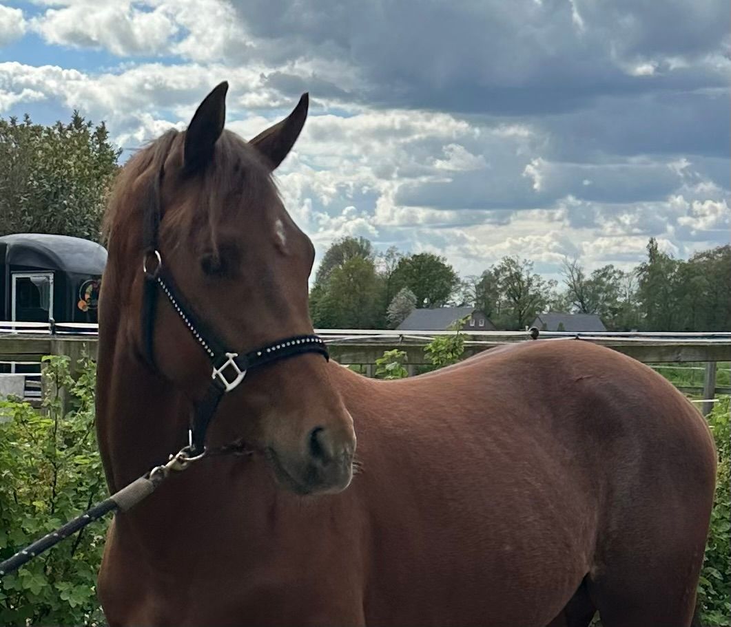 kwpn dressuurpaard ruin 2 years old vos for sale - Photo 4