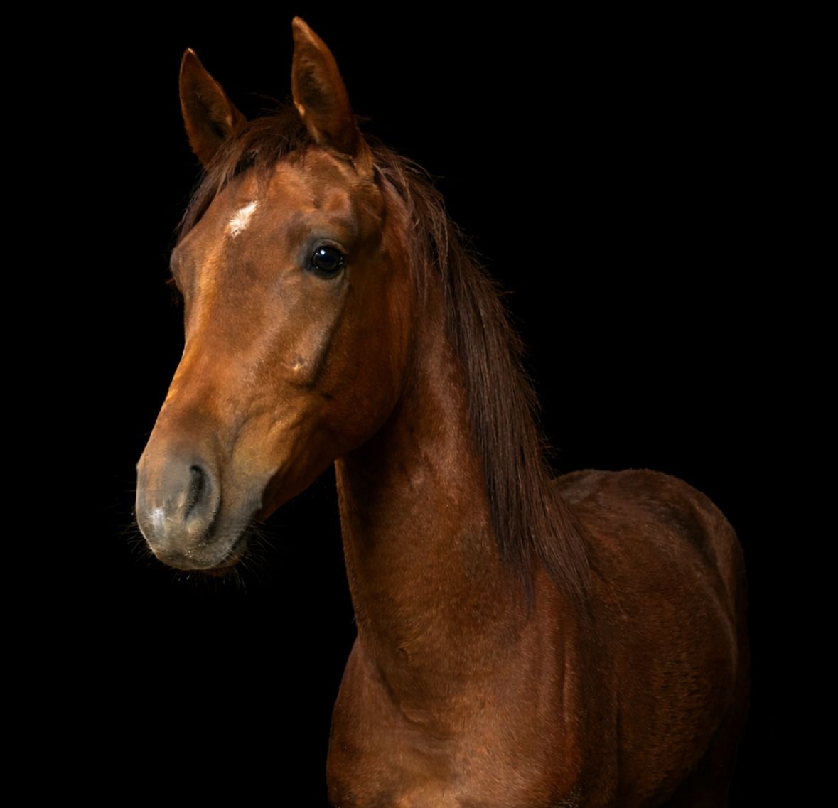 kwpn dressuurpaard ruin 2 years old vos for sale - Photo 5