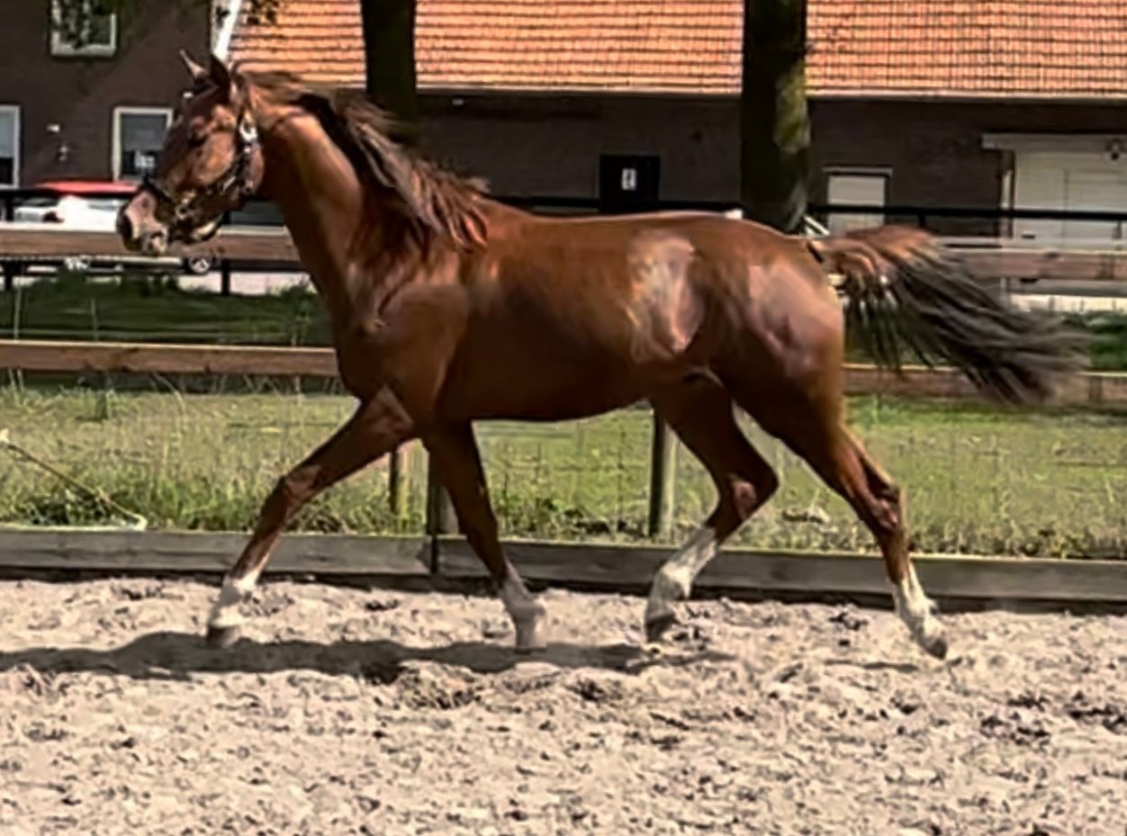 kwpn dressuurpaard ruin 2 years old vos for sale - Photo 3