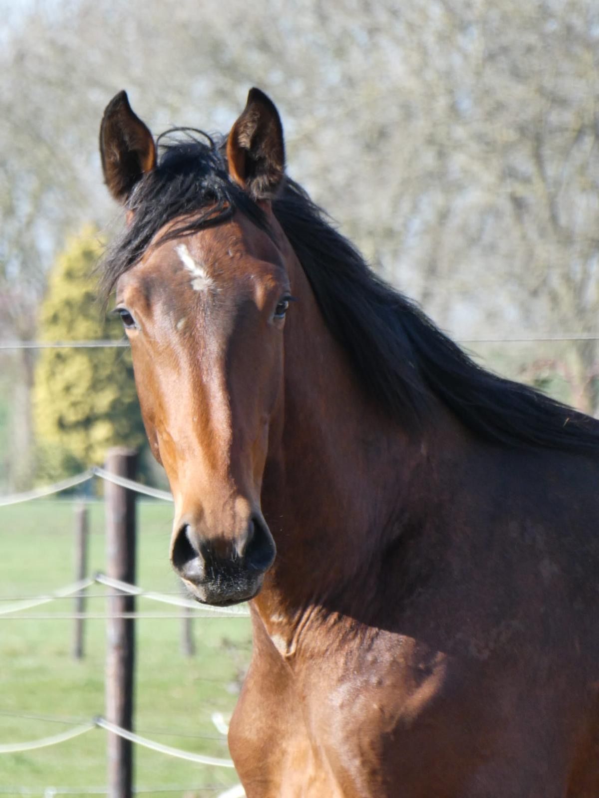 KWPN dressuurpaard Hengst 2 years old donkerbruin for sale - Main photo