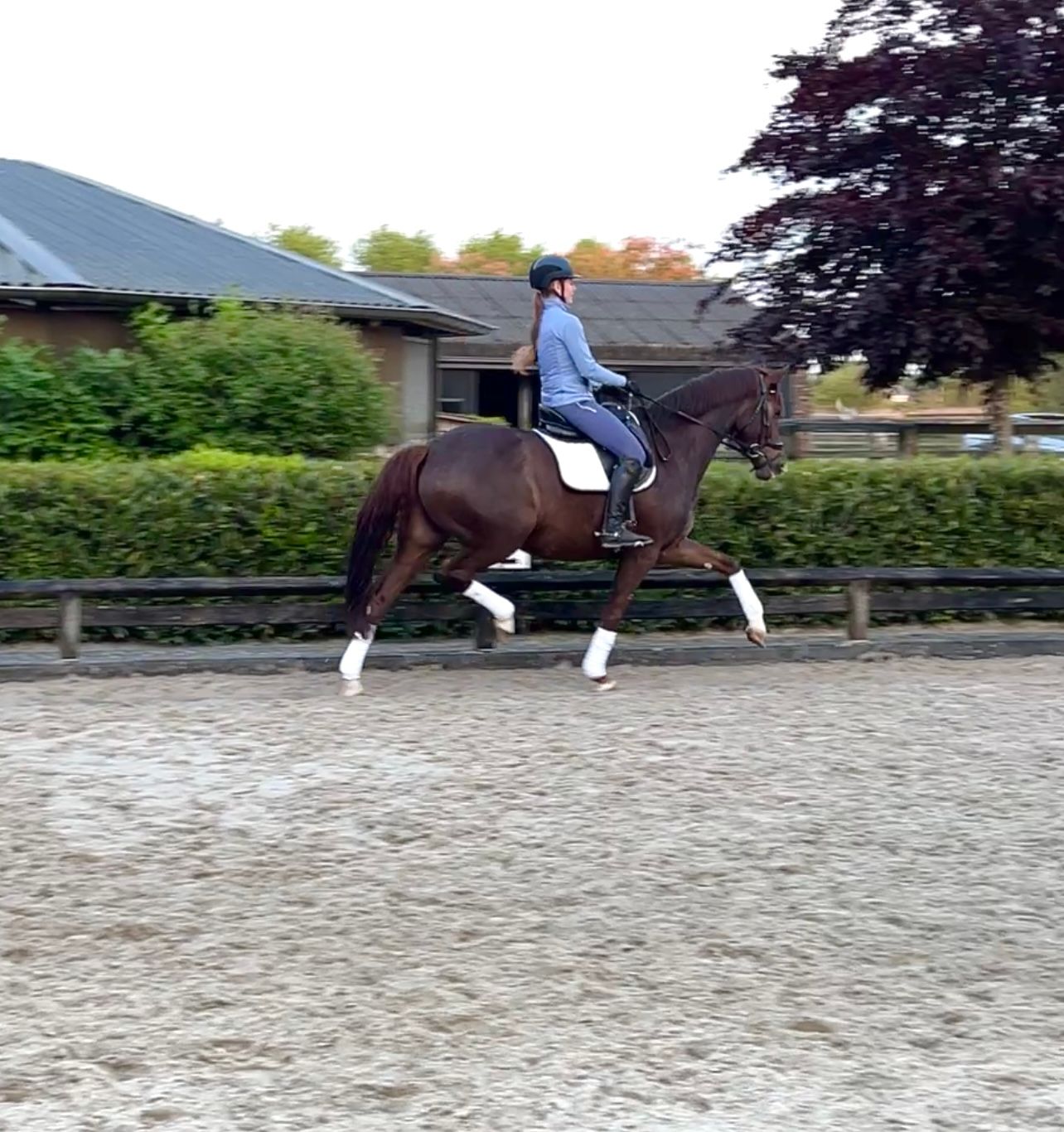 westfalen dressuurpaard merrie 6 years old vos for sale - Photo 3