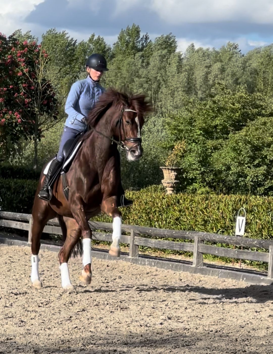 westfalen dressuurpaard merrie 6 years old vos for sale - Photo 4