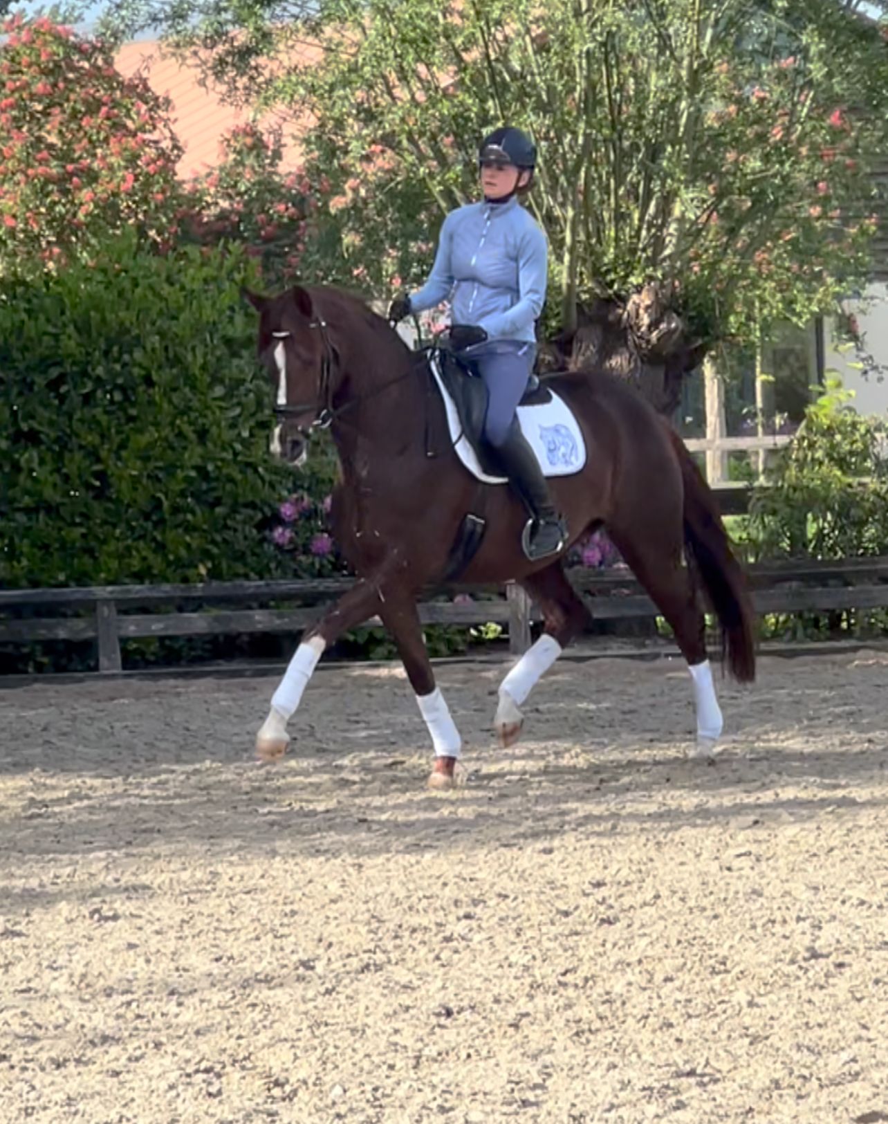 Super talented 6 yo with flying change, pirouettes and good collection