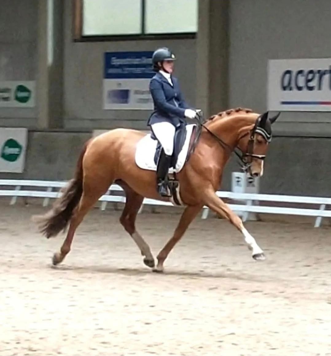 Beautiful 12-year-old proven ZZ dressage broodmare.