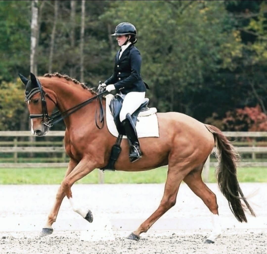 bwp fokmerrie merrie 12 years old vos for sale - Photo 2