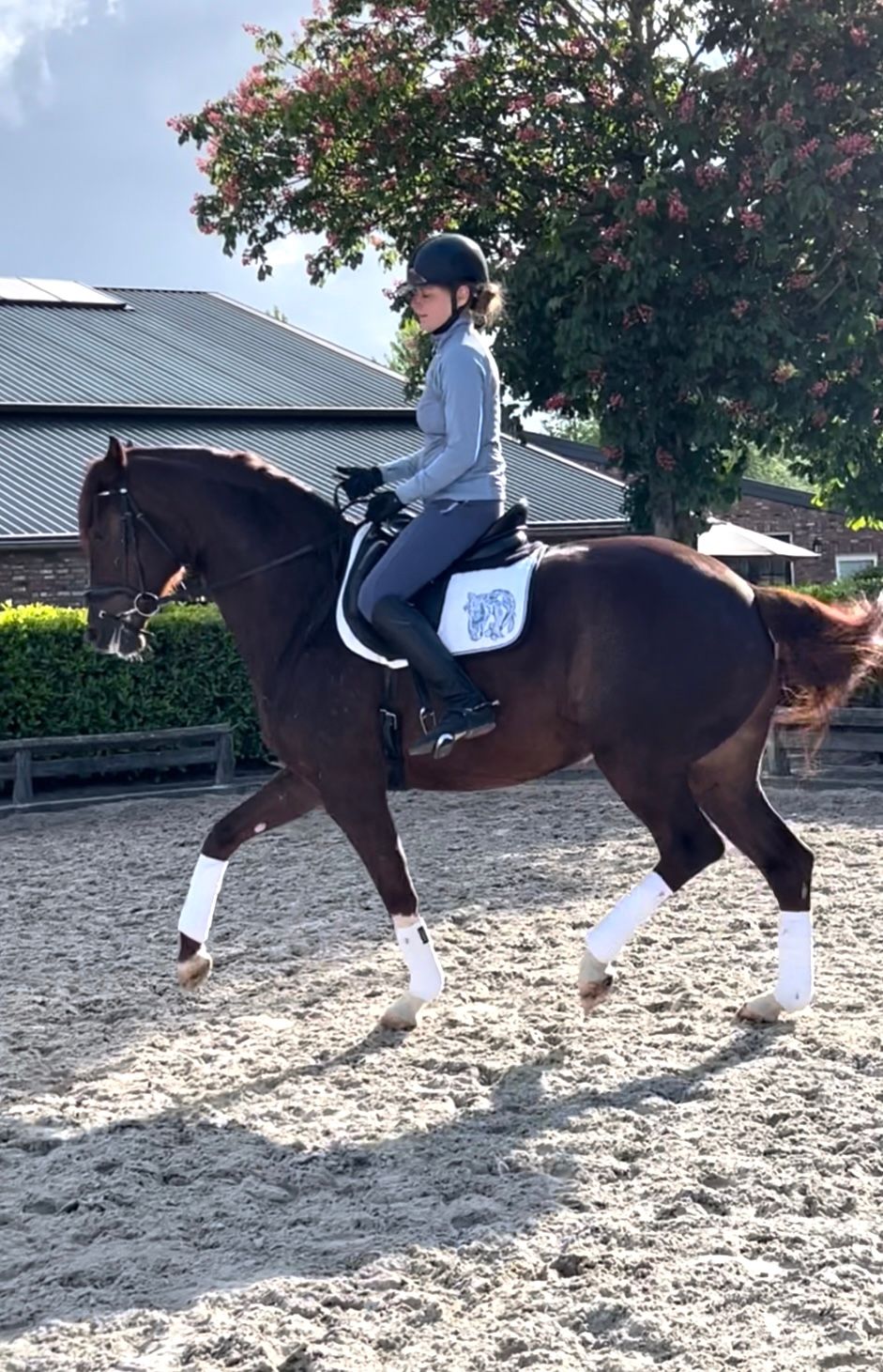 westfalen dressuurpaard merrie 6 years old vos for sale - Photo 5