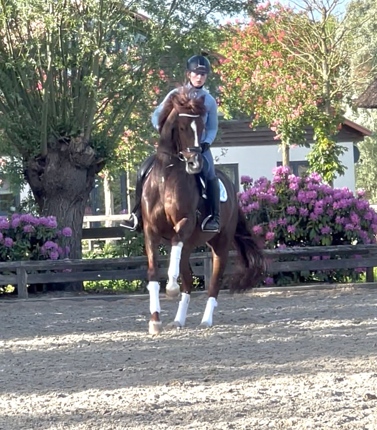 westfalen dressuurpaard merrie 6 years old vos for sale - Photo 6