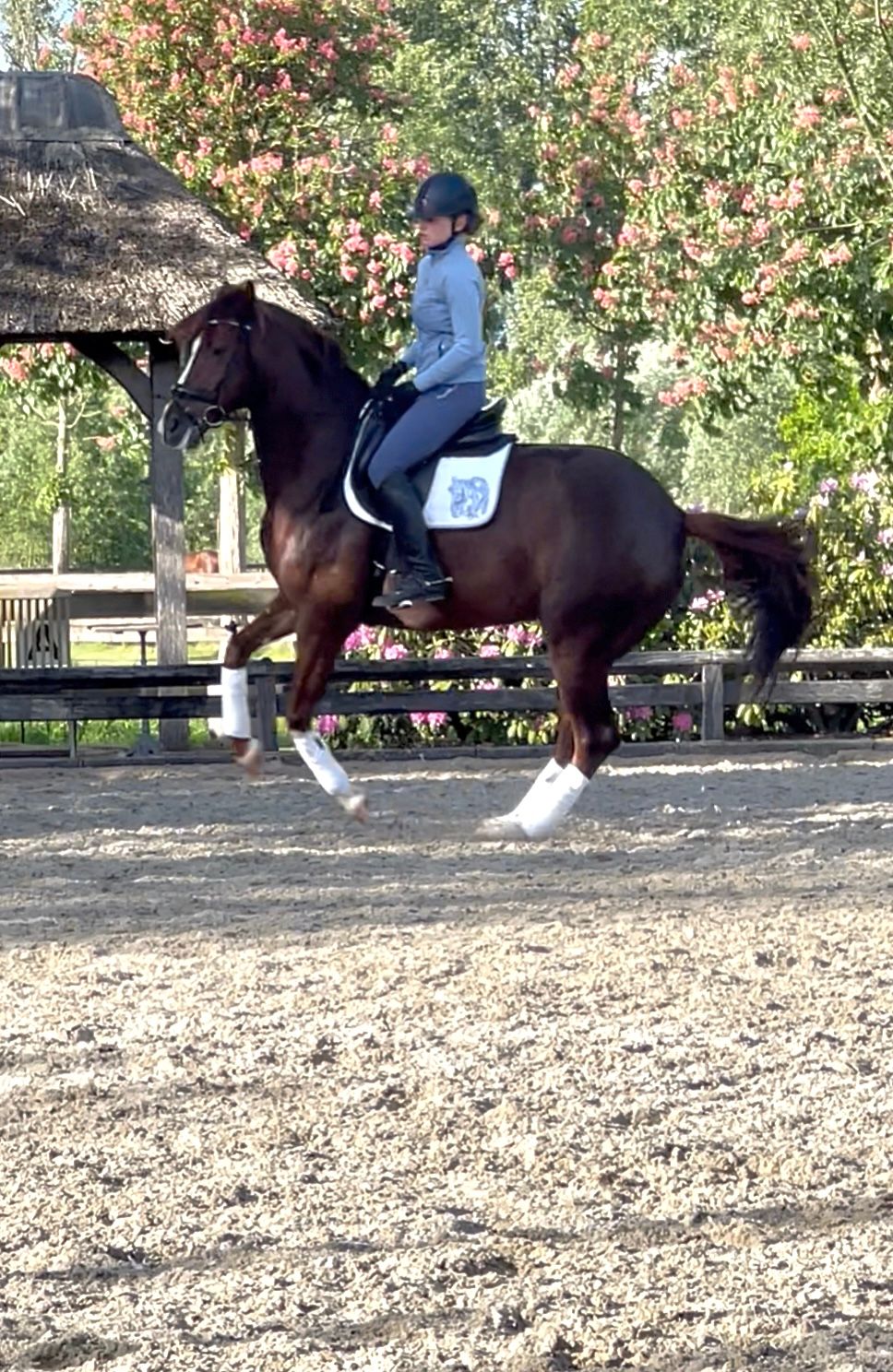 westfalen dressuurpaard merrie 6 years old vos for sale - Photo 2