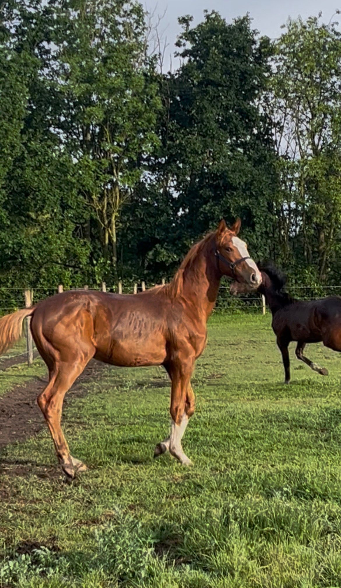 Zirocco Bleu x Tangelo v/d Zuuthoeve x Quidam de Revel - hingstföl