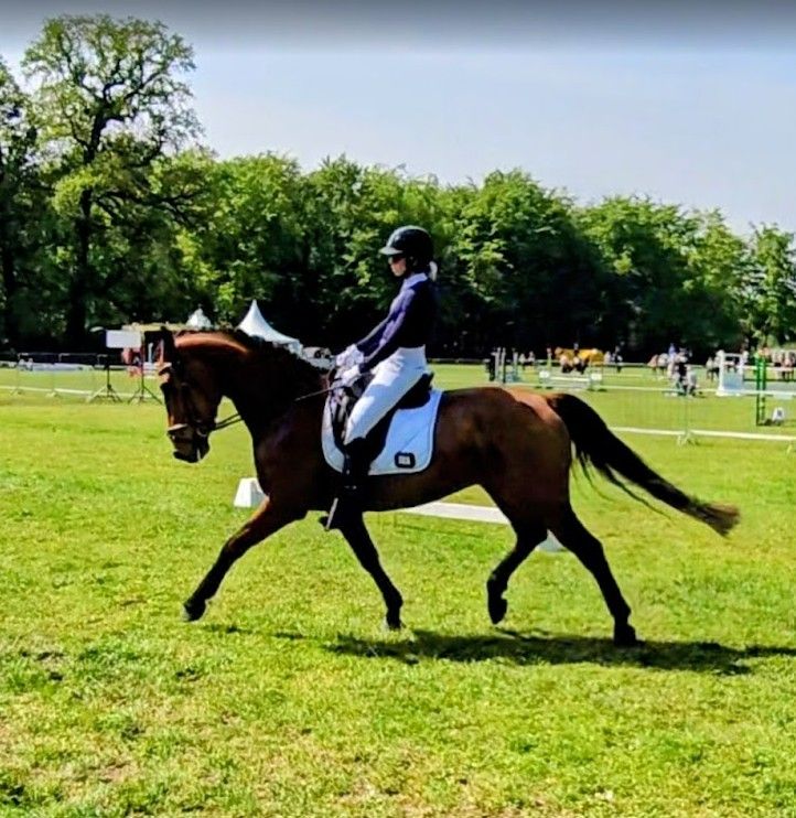 kwpn dressuurpaard ruin 7 years old bruin for sale - Photo 2