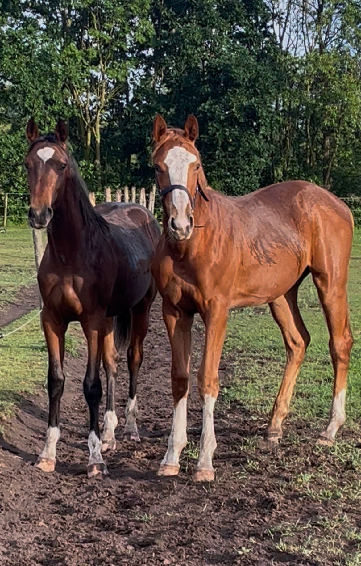 zangersheide springpaard hengst 1 years old vos for sale - Photo 2