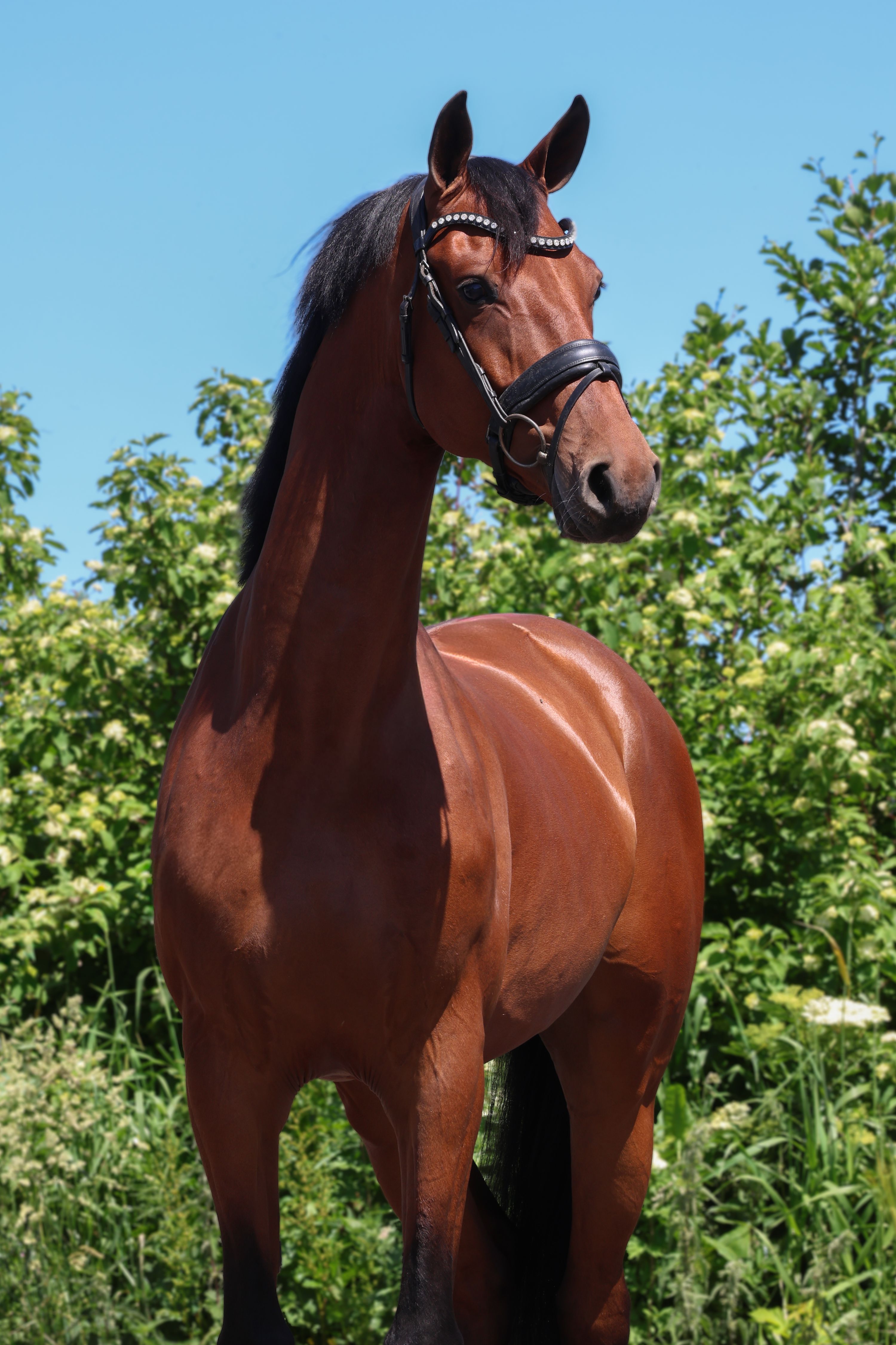 Lindo cavalo castrado de 5 anos à venda!