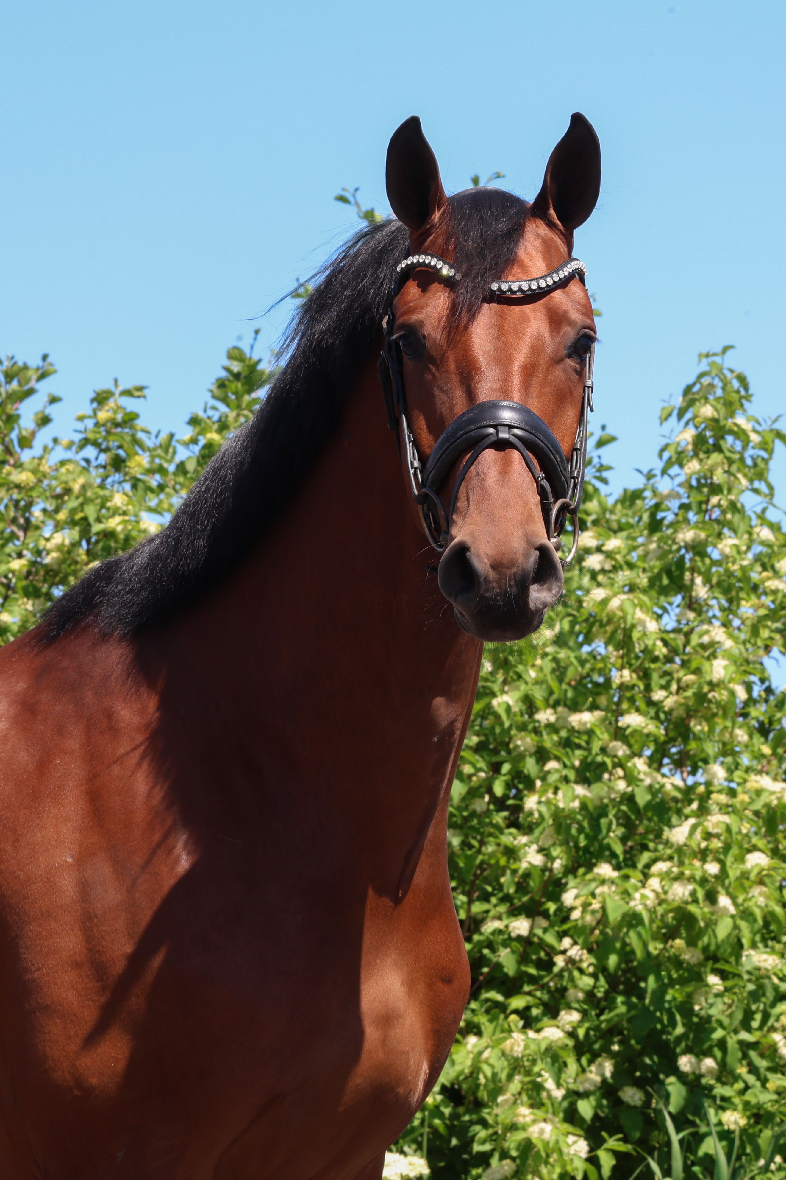 KWPN dressuurpaard ruin 5 歳 bruin 売り出し中 - 写真 3