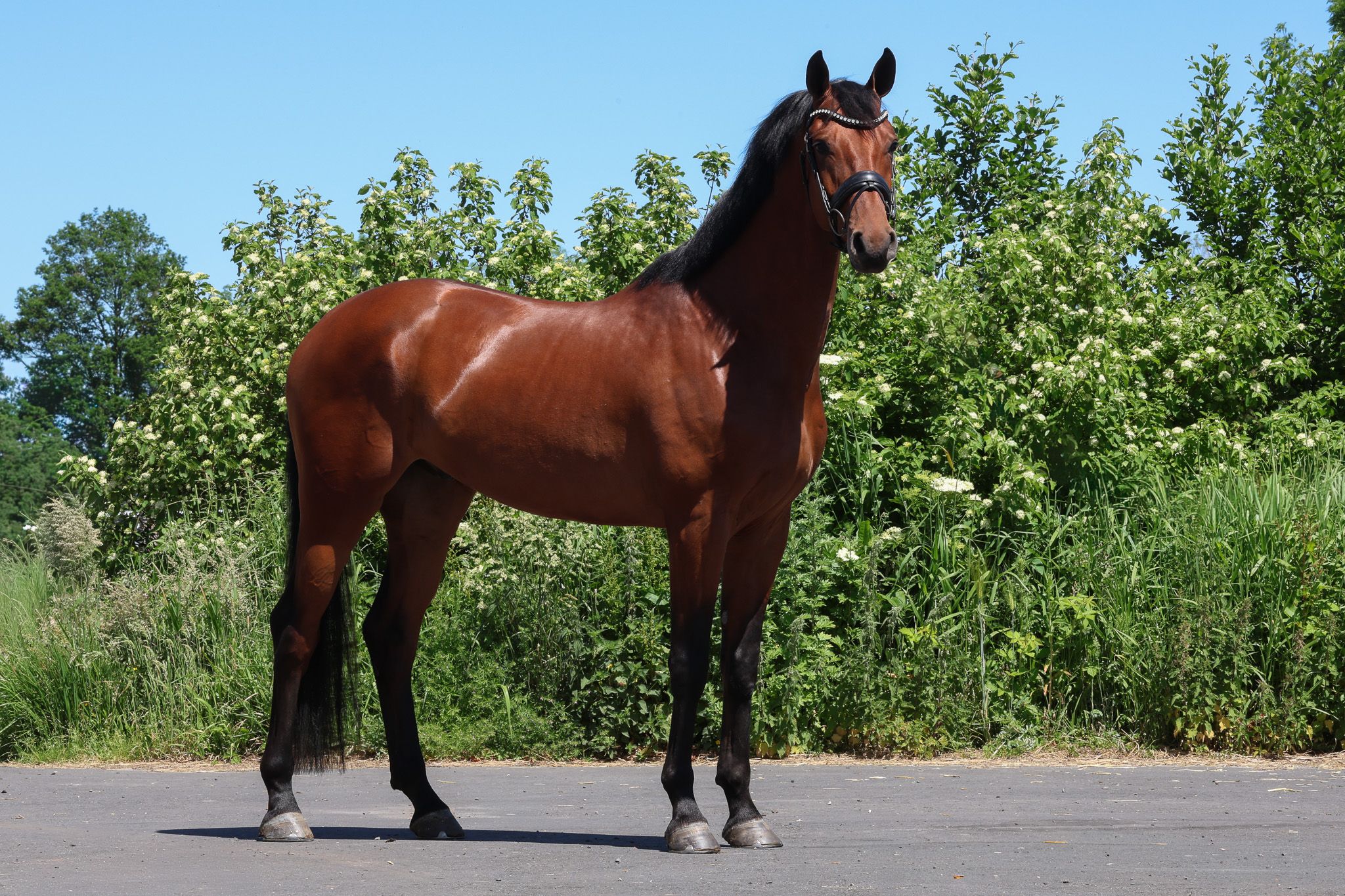 KWPN dressuurpaard ruin 5 歳 bruin 売り出し中 - 写真 2