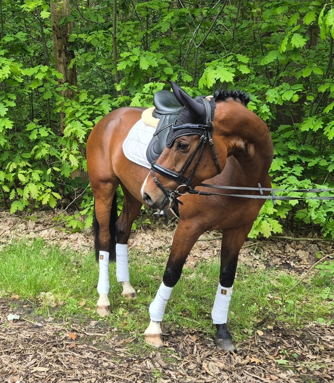 7-year-old dressage mare for sale.