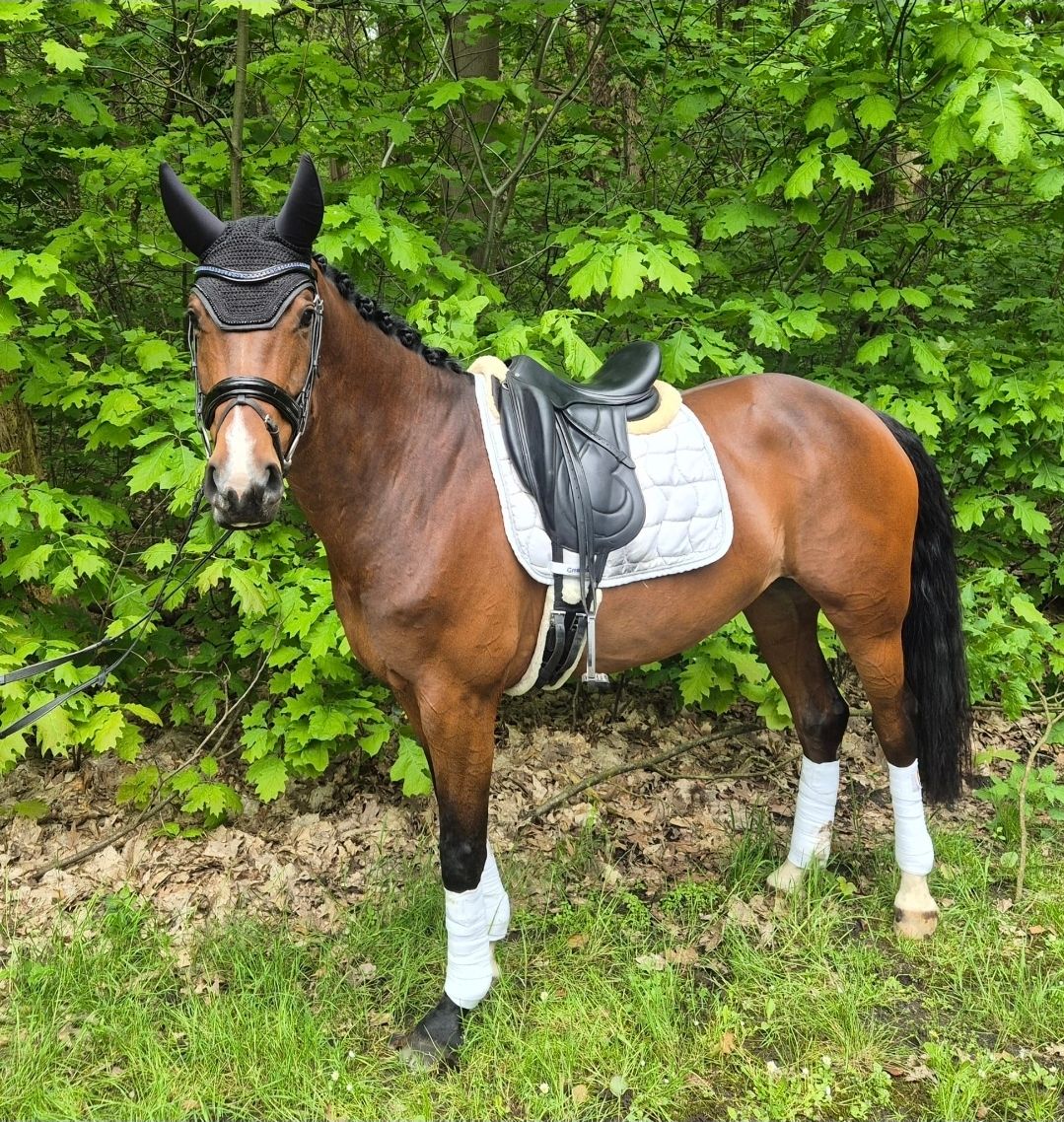bwp dressuurpaard merrie 7 år bruin till salu - Foto 2