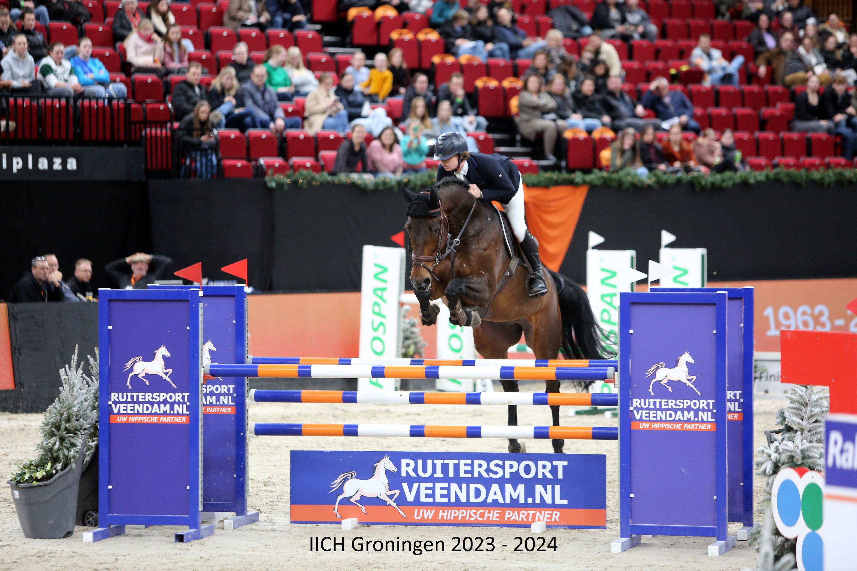 kwpn springpaard ruin 13 years old donkerbruin for sale - Photo 3
