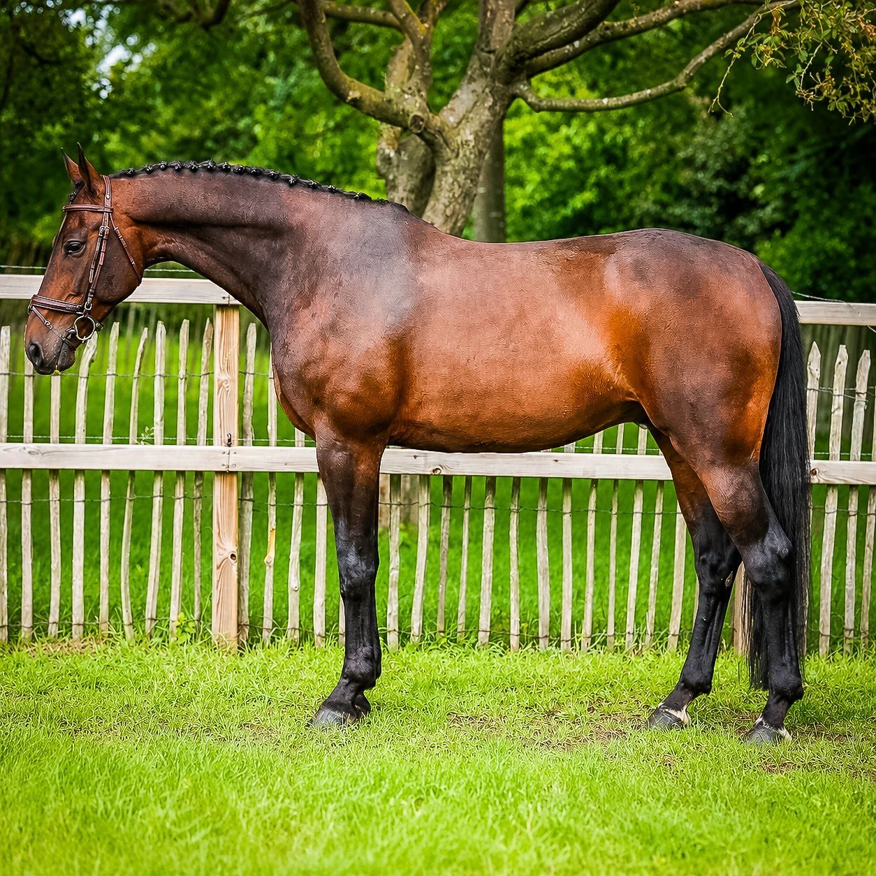 kwpn springpaard ruin 13 years old donkerbruin for sale - Photo 2