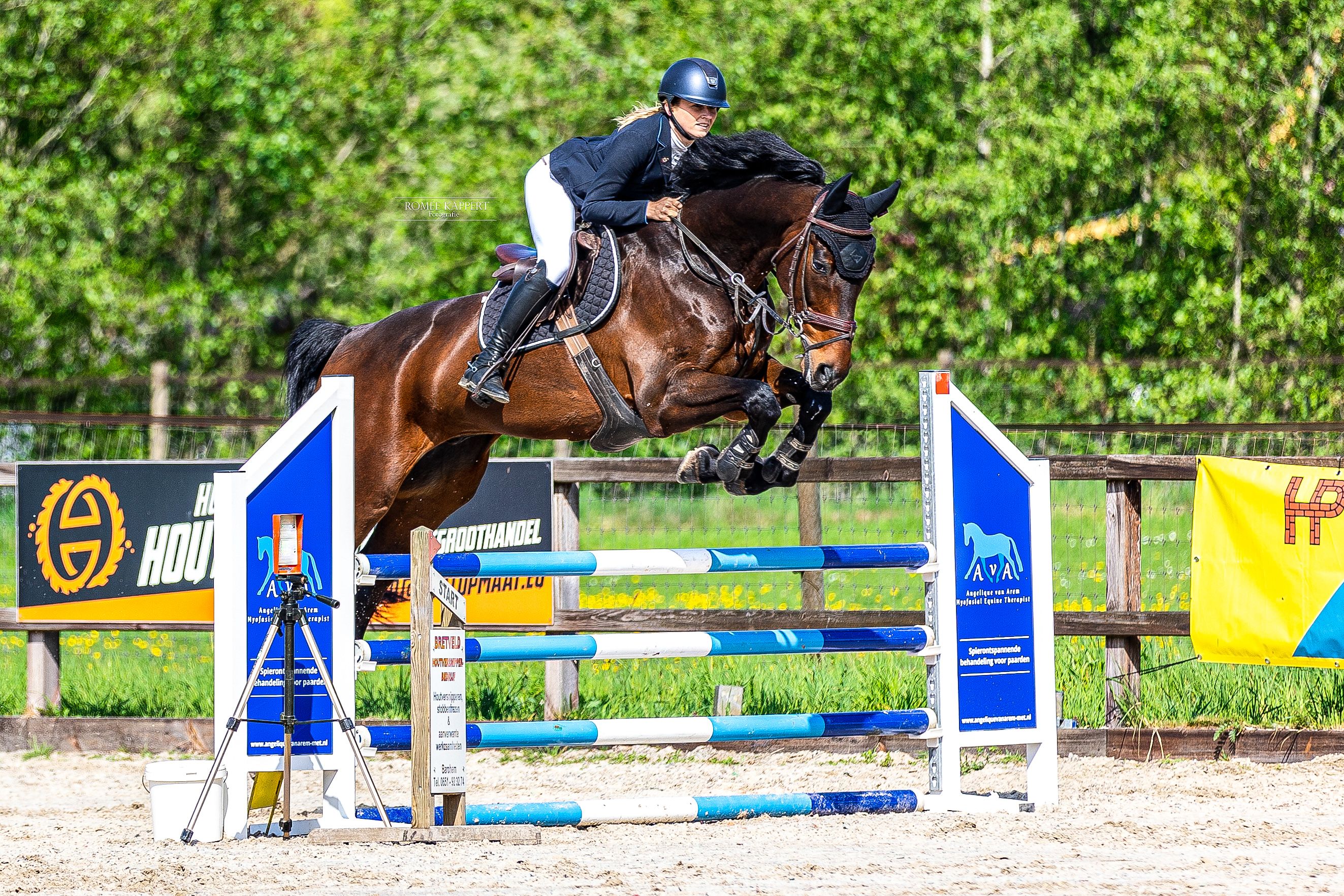 kwpn springpaard ruin 13 years old donkerbruin for sale - Photo 5