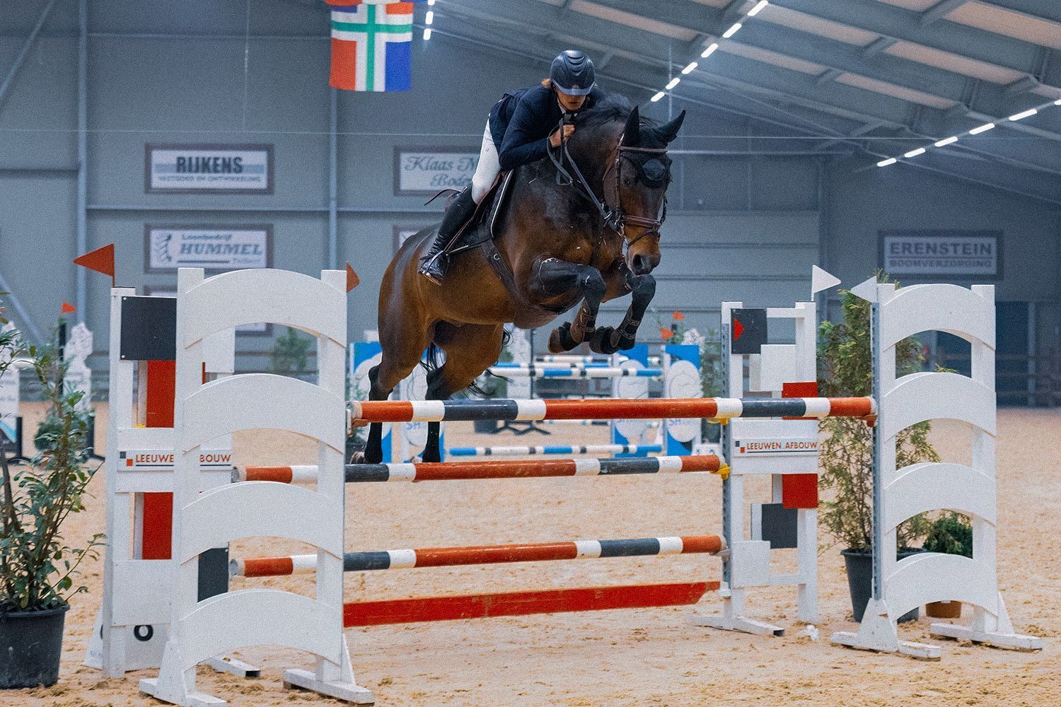 kwpn springpaard ruin 13 years old donkerbruin for sale - Photo 4