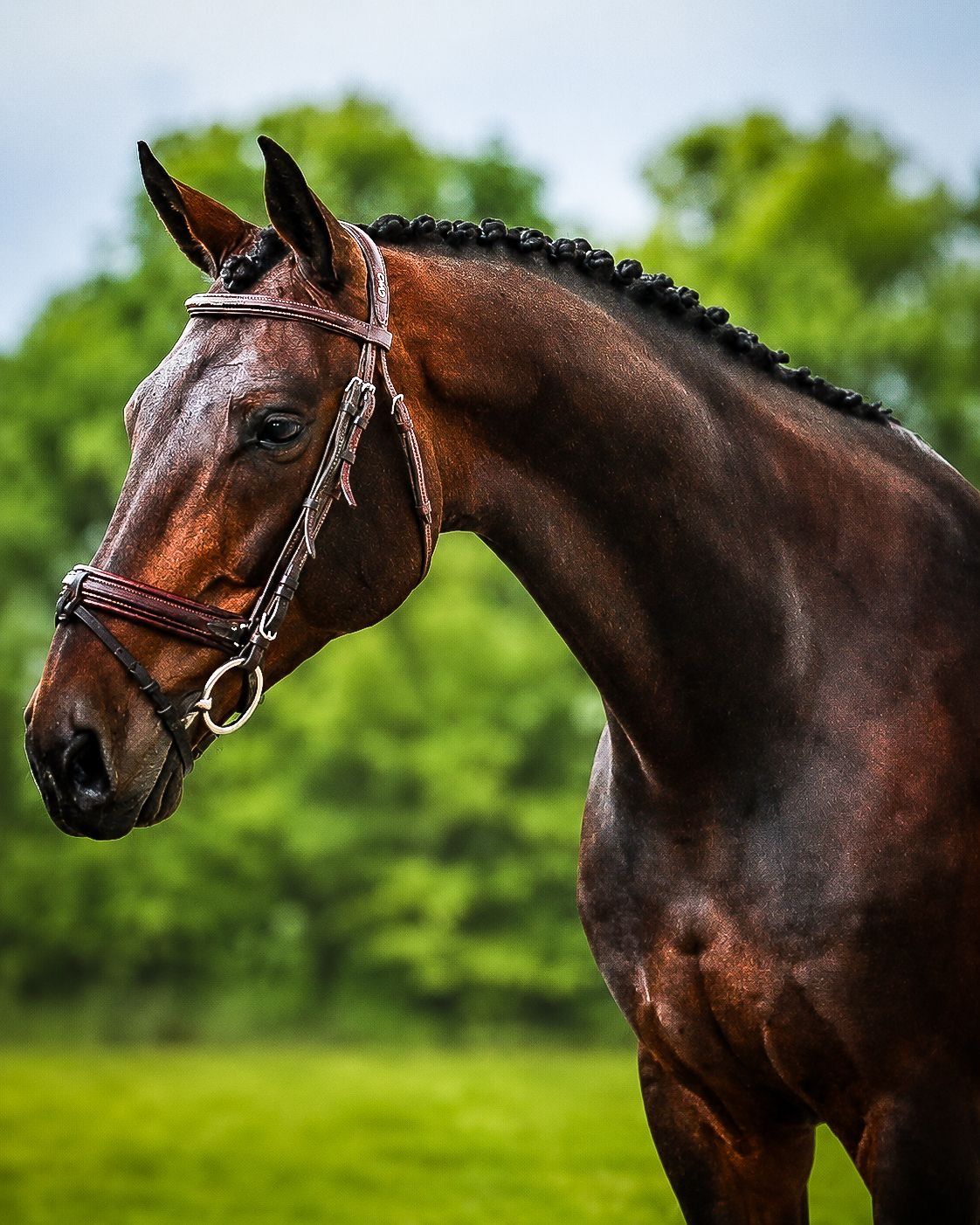 kwpn springpaard ruin 13 years old donkerbruin for sale - Main photo