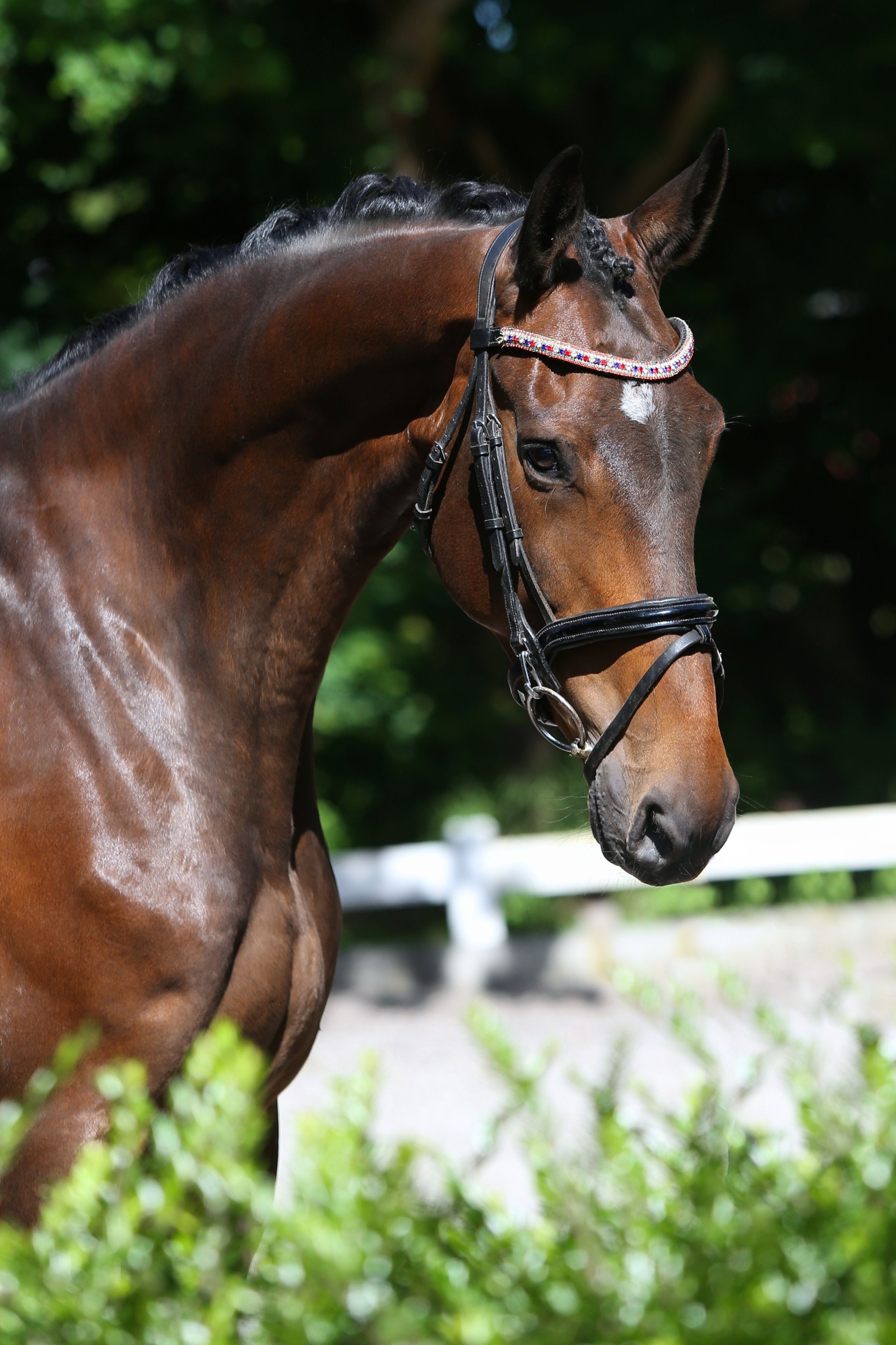 6-year-old gelding directly from the breeder