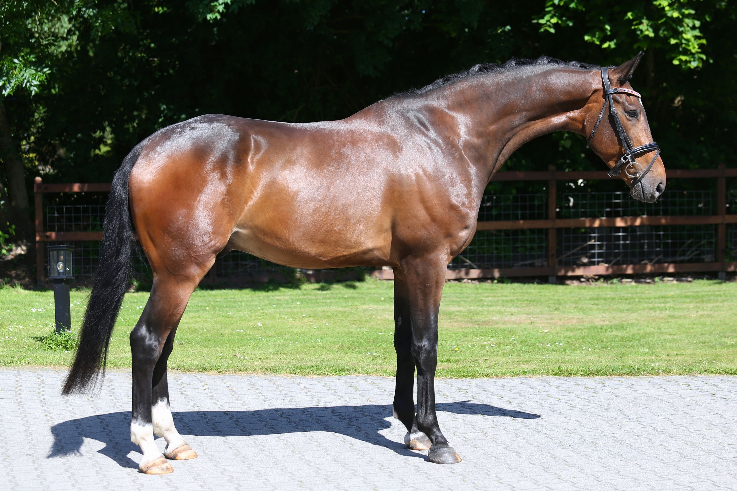 nrps dressuurpaard ruin 6 jaar bruin te koop - Foto 3