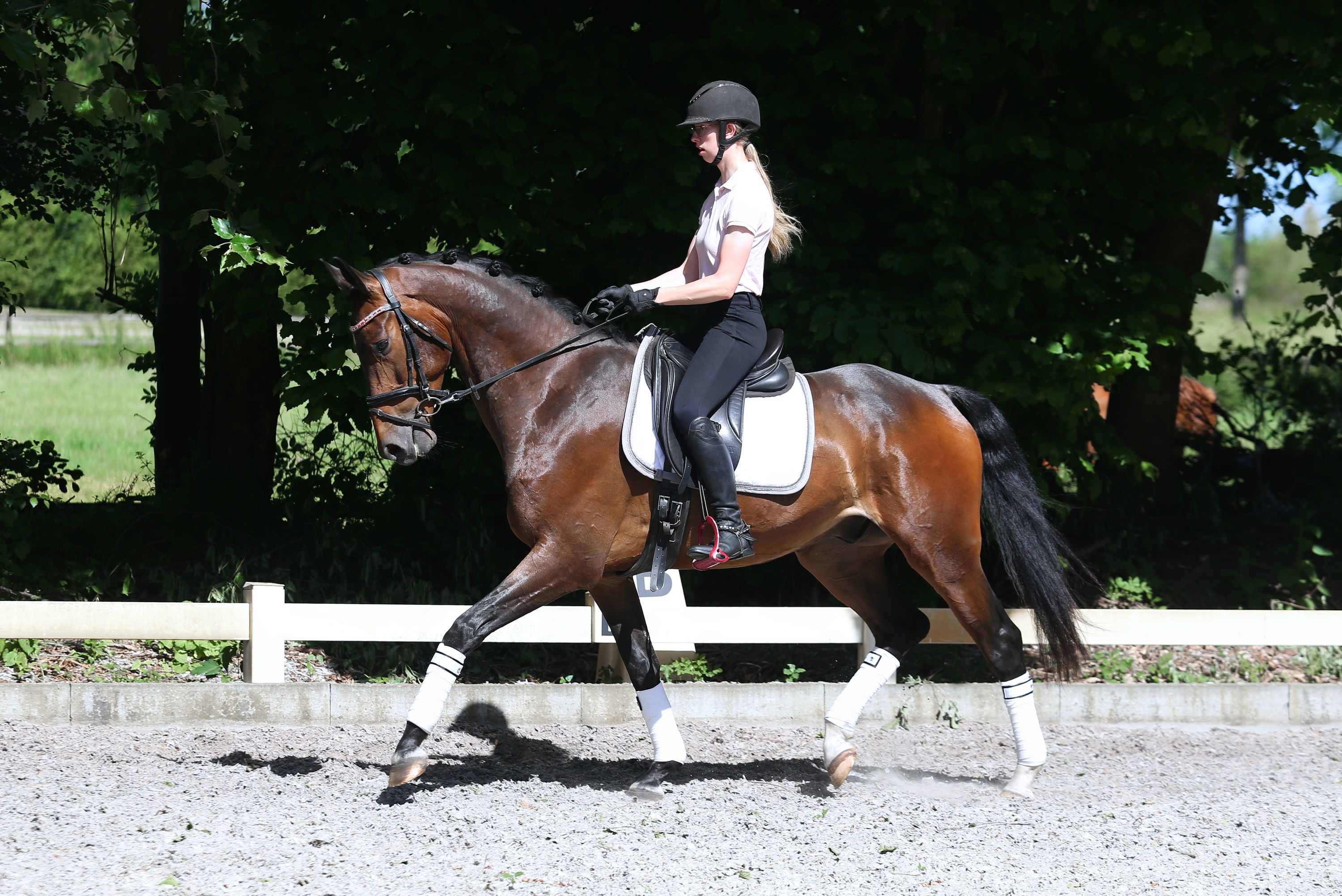 nrps dressuurpaard ruin 6 jaar bruin te koop - Foto 2