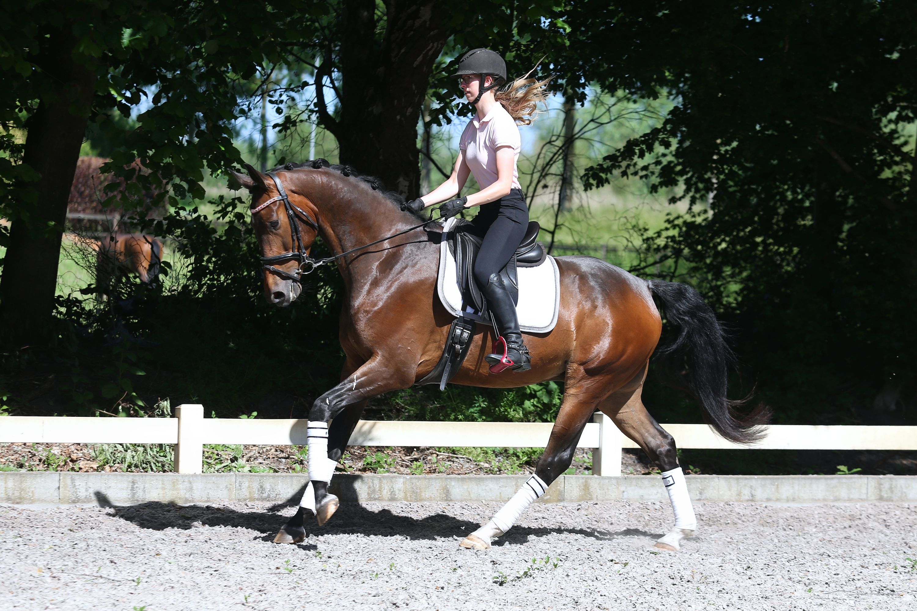 nrps dressuurpaard ruin 6 jaar bruin te koop - Foto 4