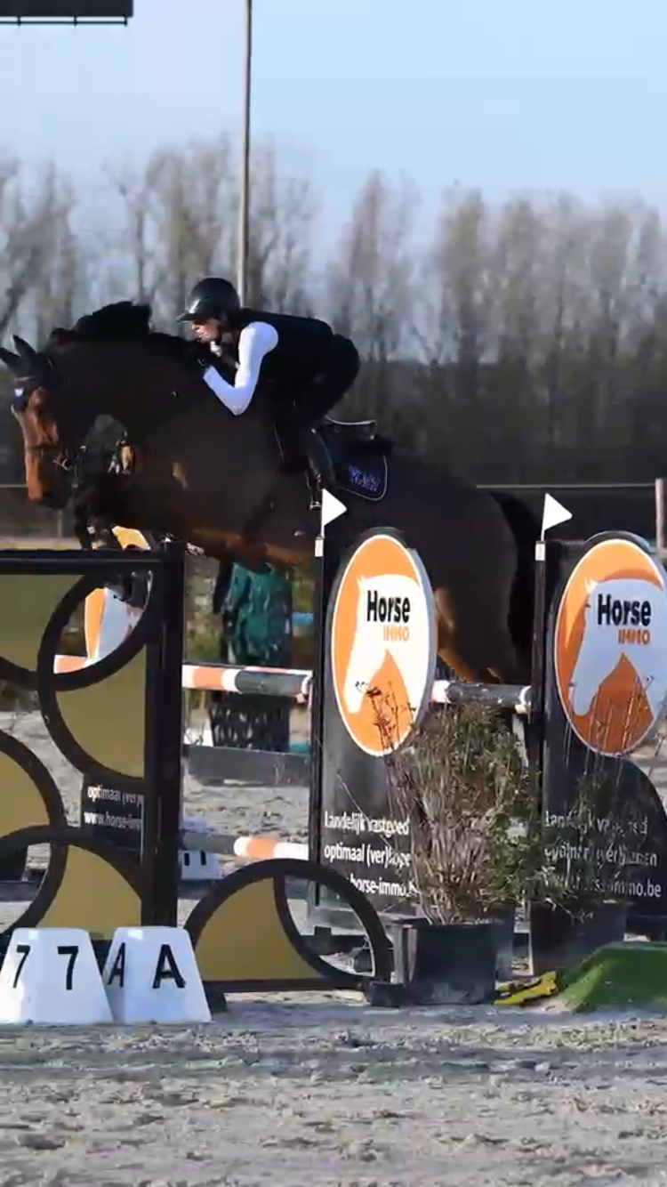 bwp springpaard merrie 10 jaar donkerbruin te koop - Hoofdfoto