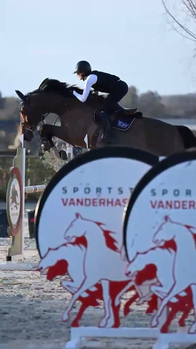 bwp springpaard merrie 10 jaar donkerbruin te koop - Foto 2