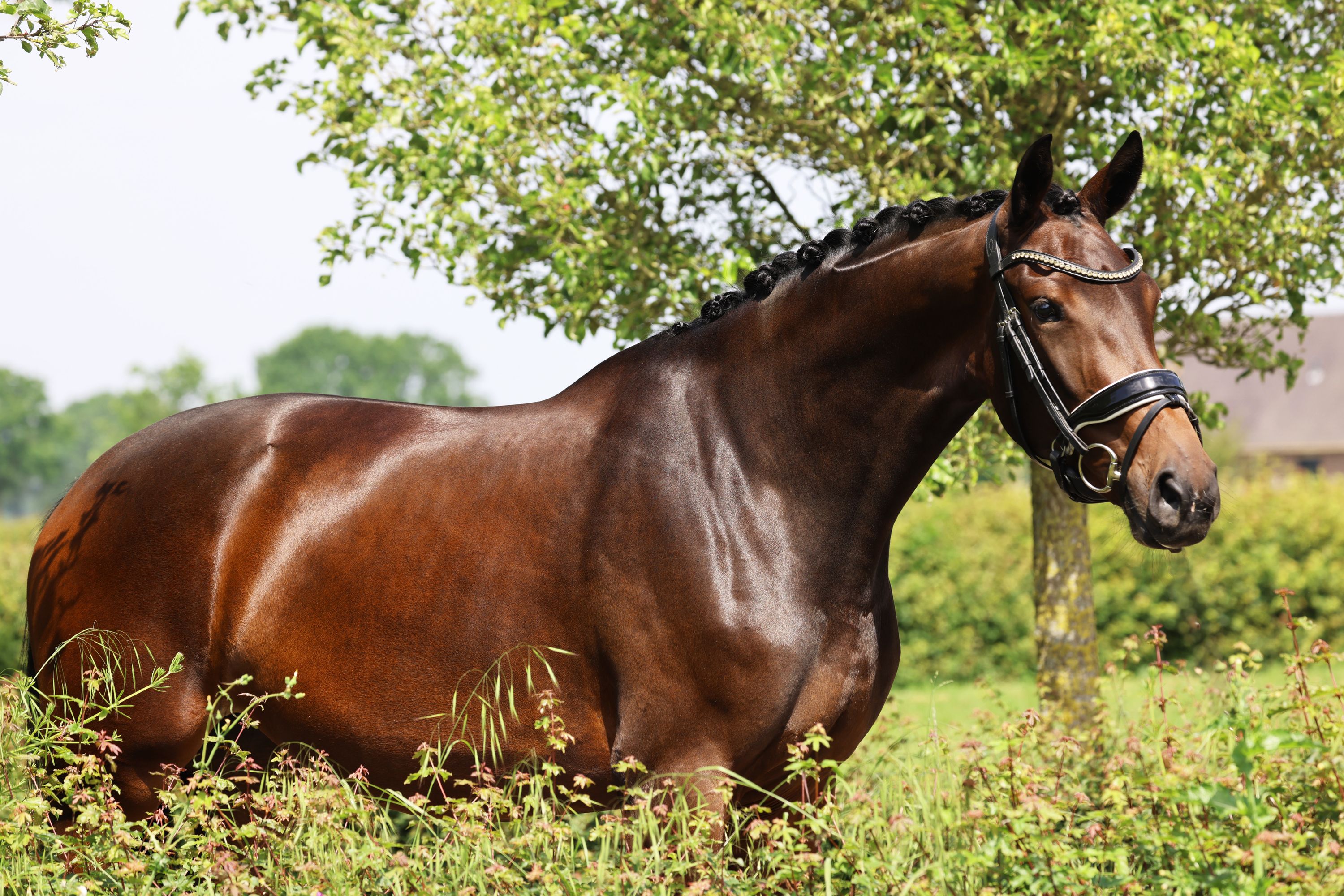 KWPN dressuurpaard merrie 3 years old bruin for sale - Photo 3