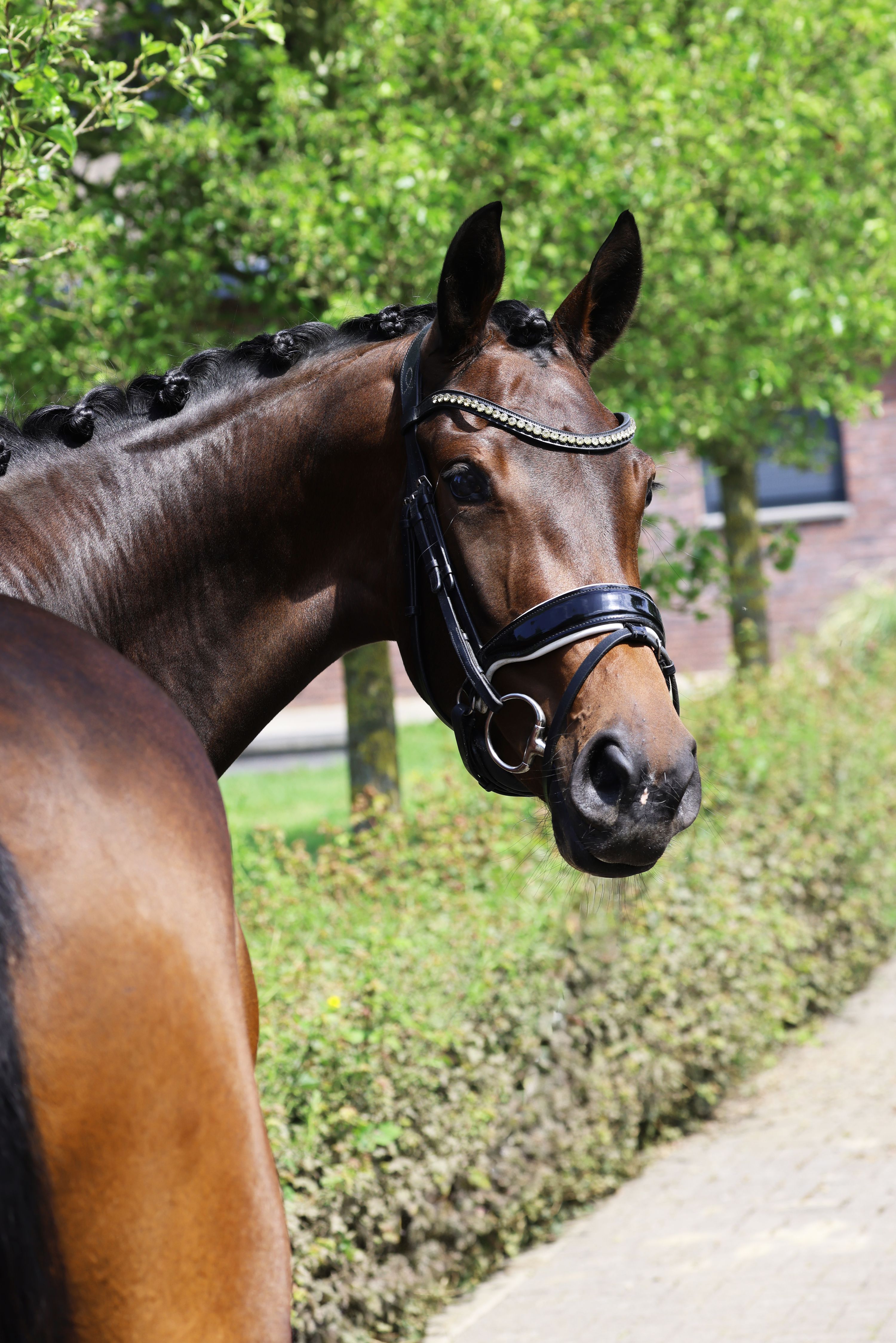 KWPN dressuurpaard merrie 3 years old bruin for sale - Photo 4