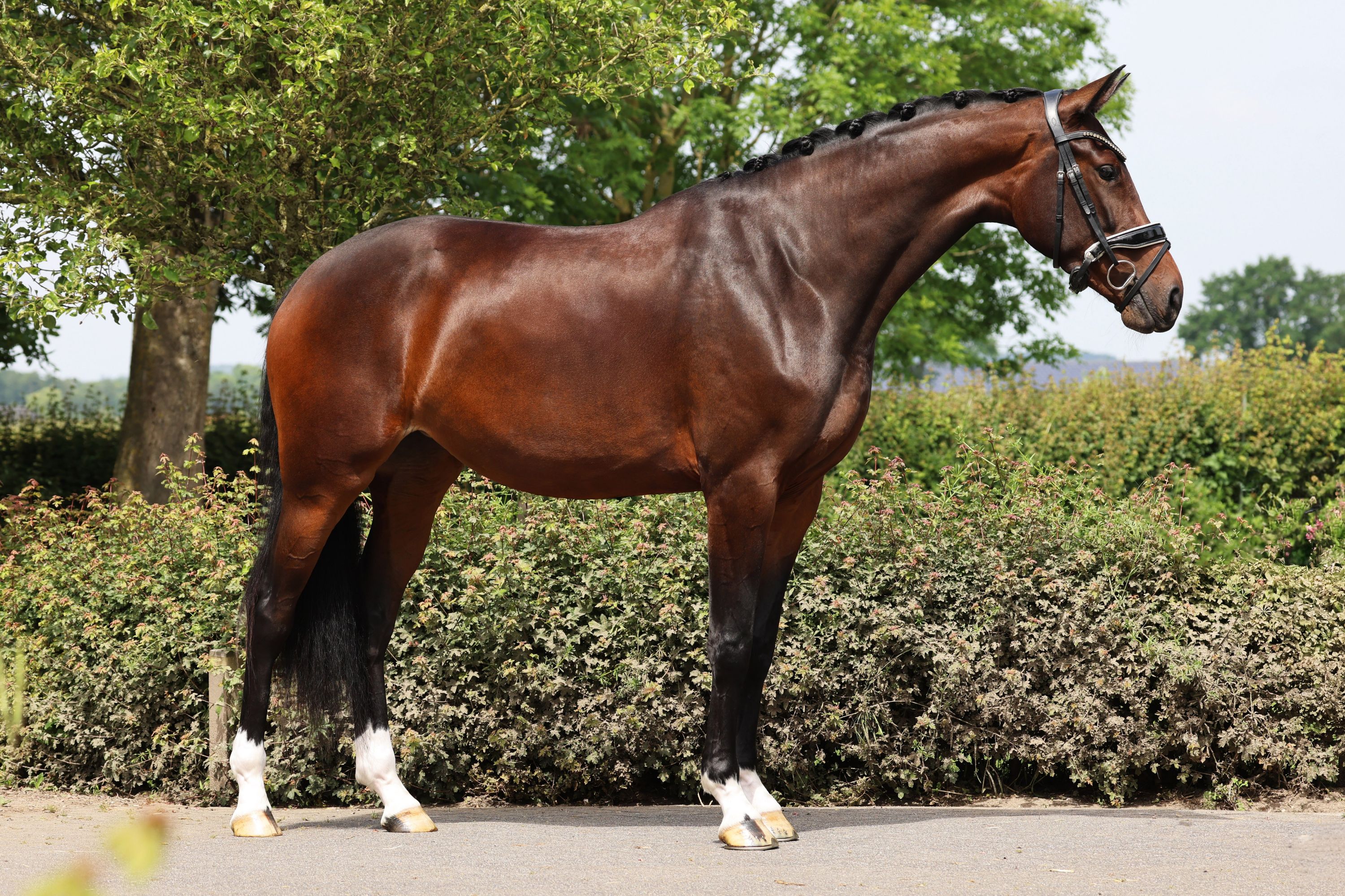 KWPN dressuurpaard merrie 3 years old bruin for sale - Photo 2
