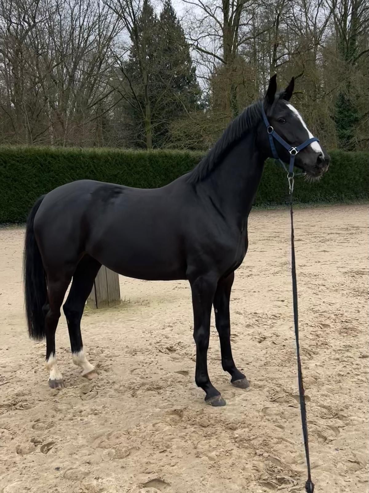 beautiful dressage mare for sale