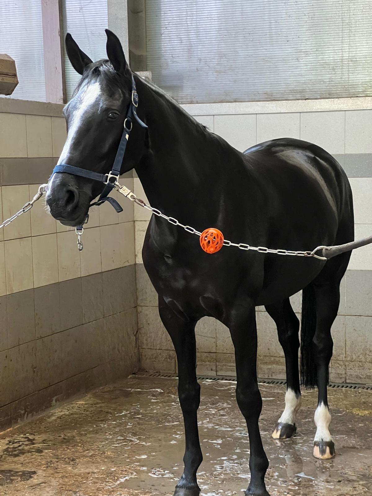 bwp dressuurpaard merrie 6 years old zwart for sale - Photo 2