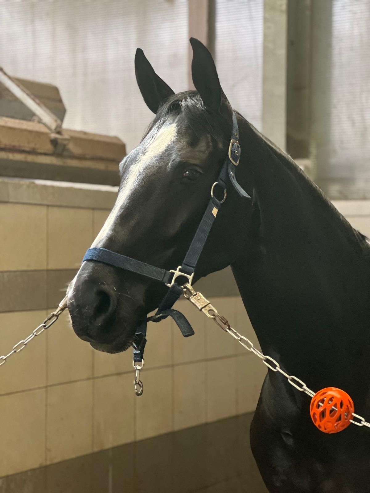 bwp dressuurpaard merrie 6 years old zwart for sale - Photo 4