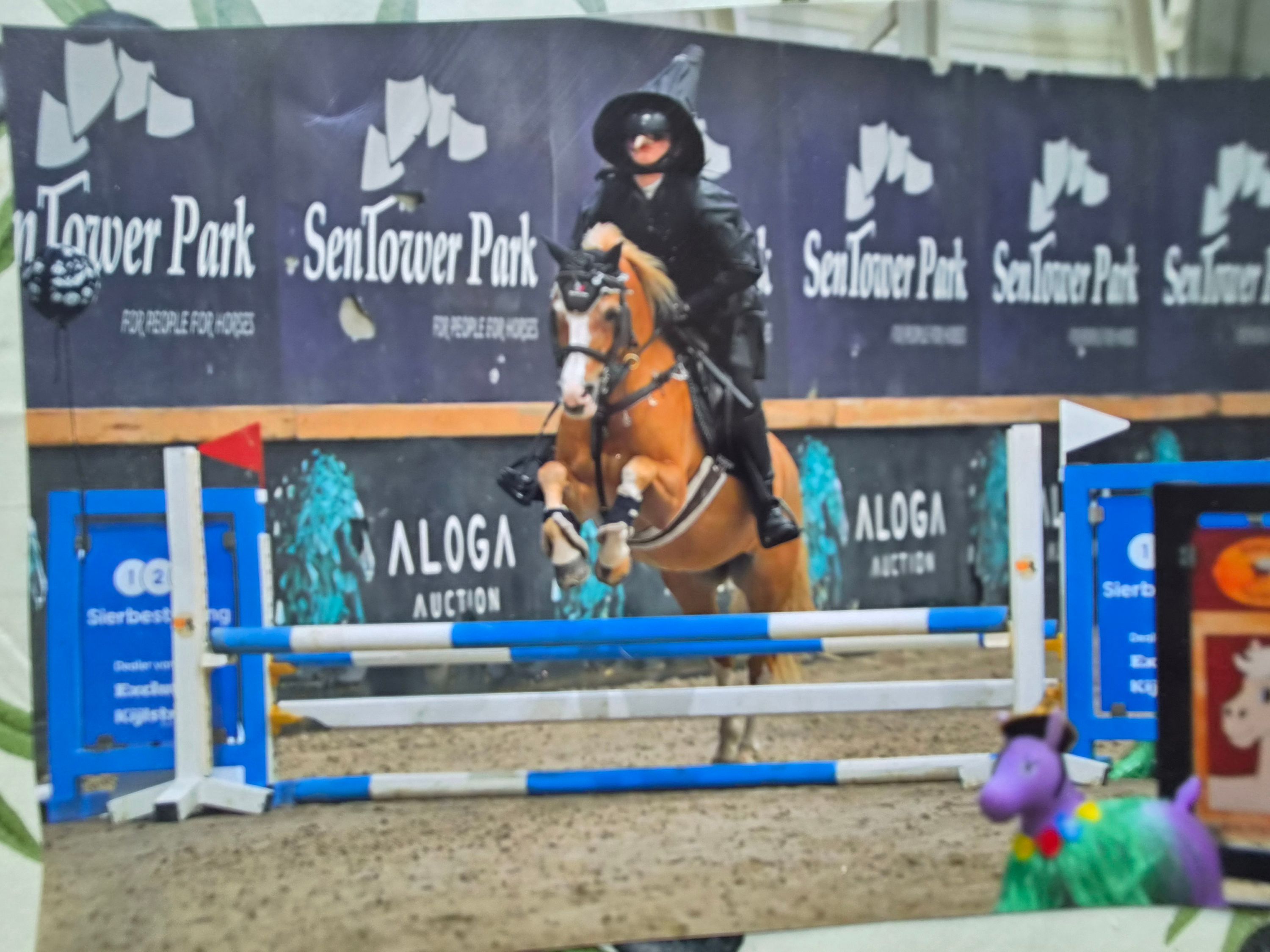 springpony ruin 19 years old for sale - Photo 2