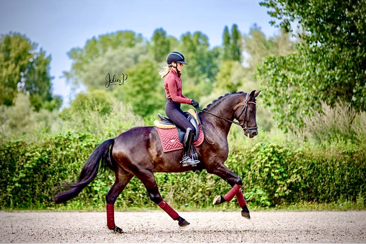 Unique opportunity for ambitious dressage rider