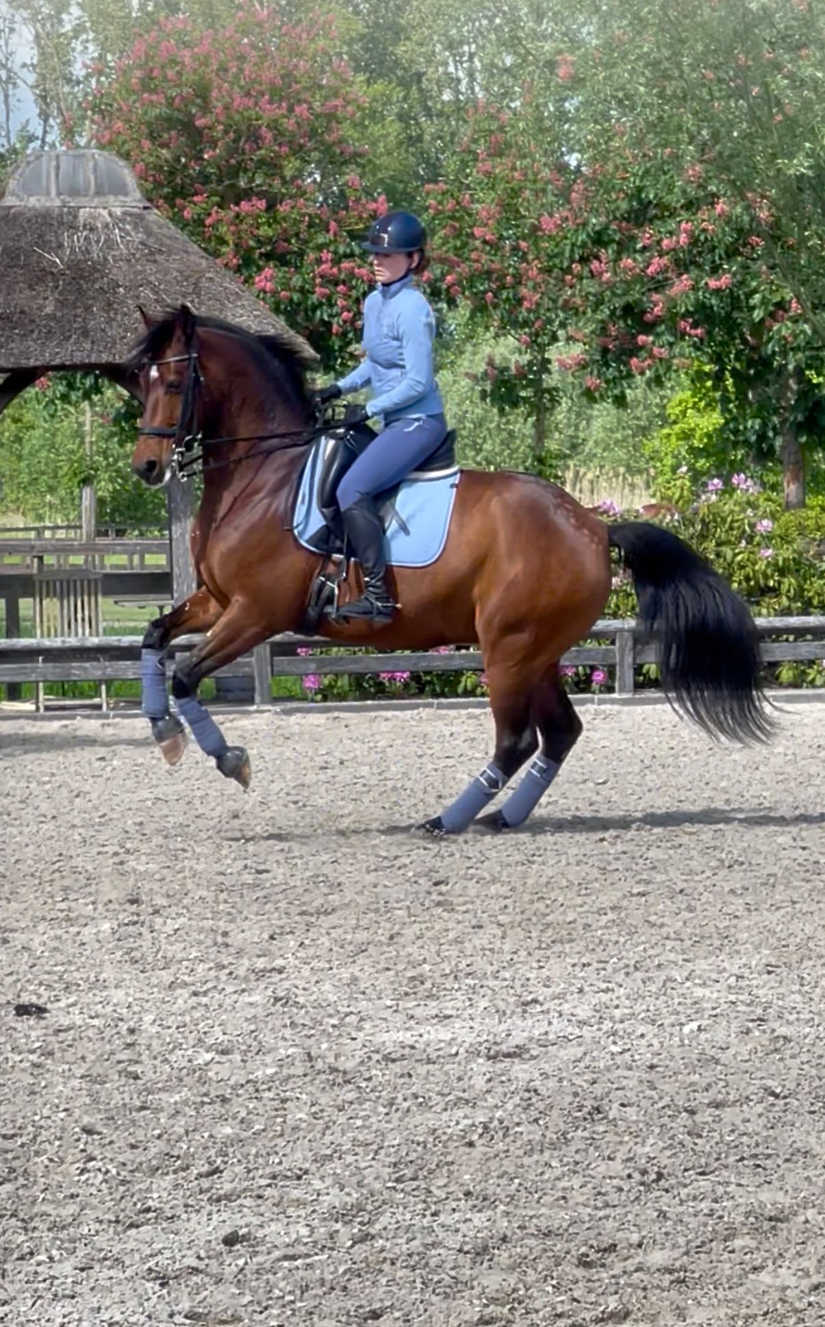 hanovarian dressuurpaard ruin 10 سنوات bruin للبيع - صورة 2