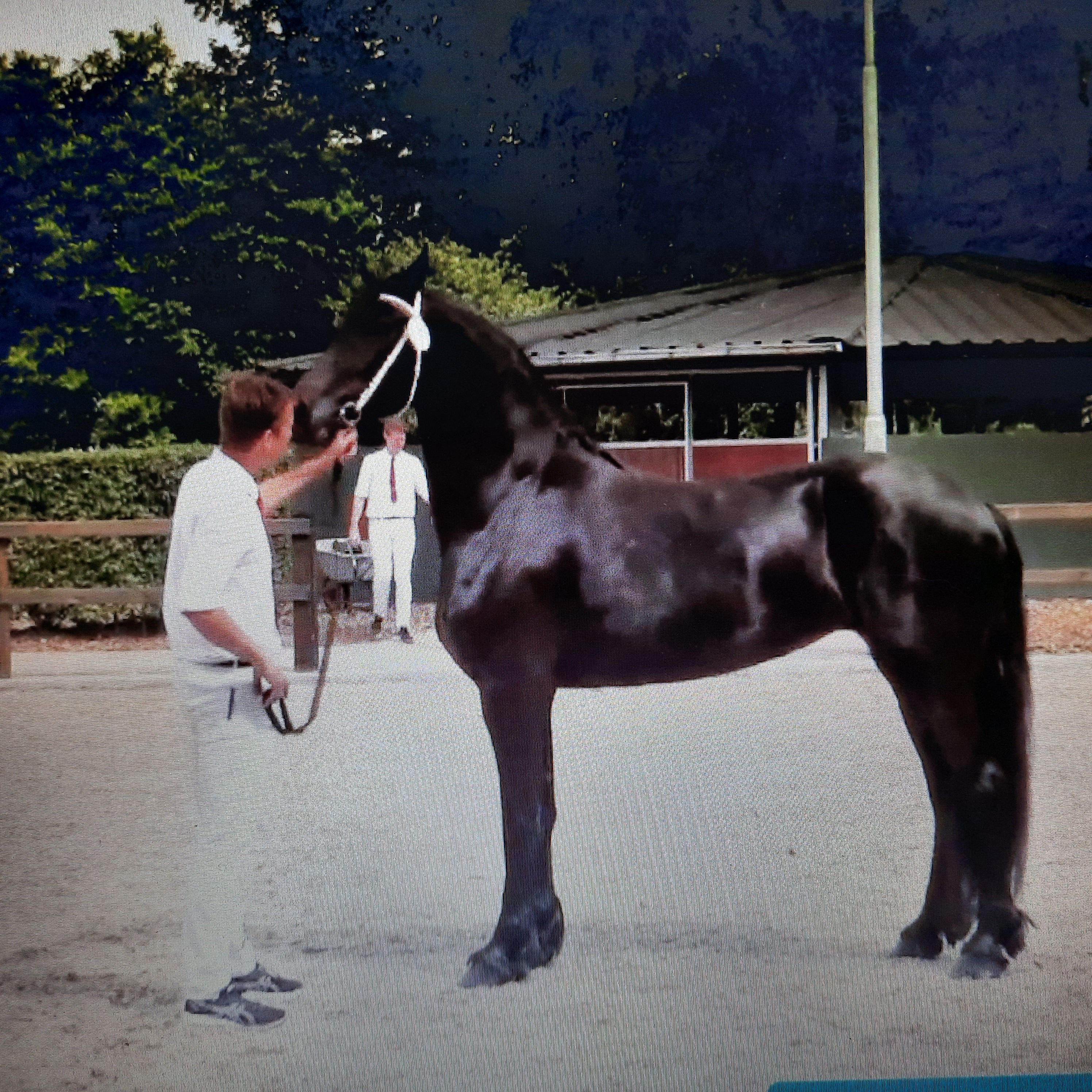 dressuurpaard merrie 8 anni zwart in vendita - Foto principale